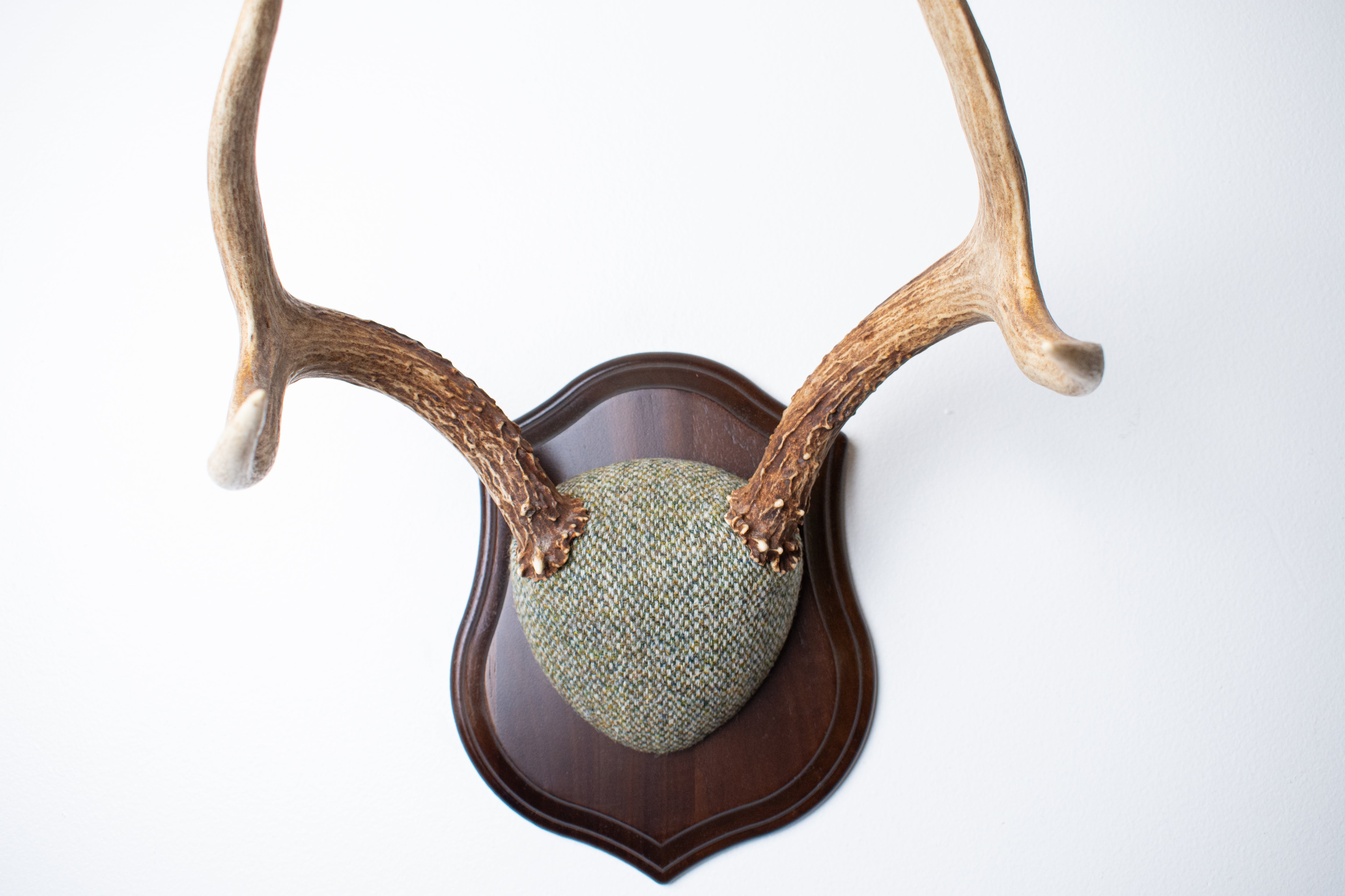 Mule Deer Antler Mount | Green & Beige Barleycorn | 53