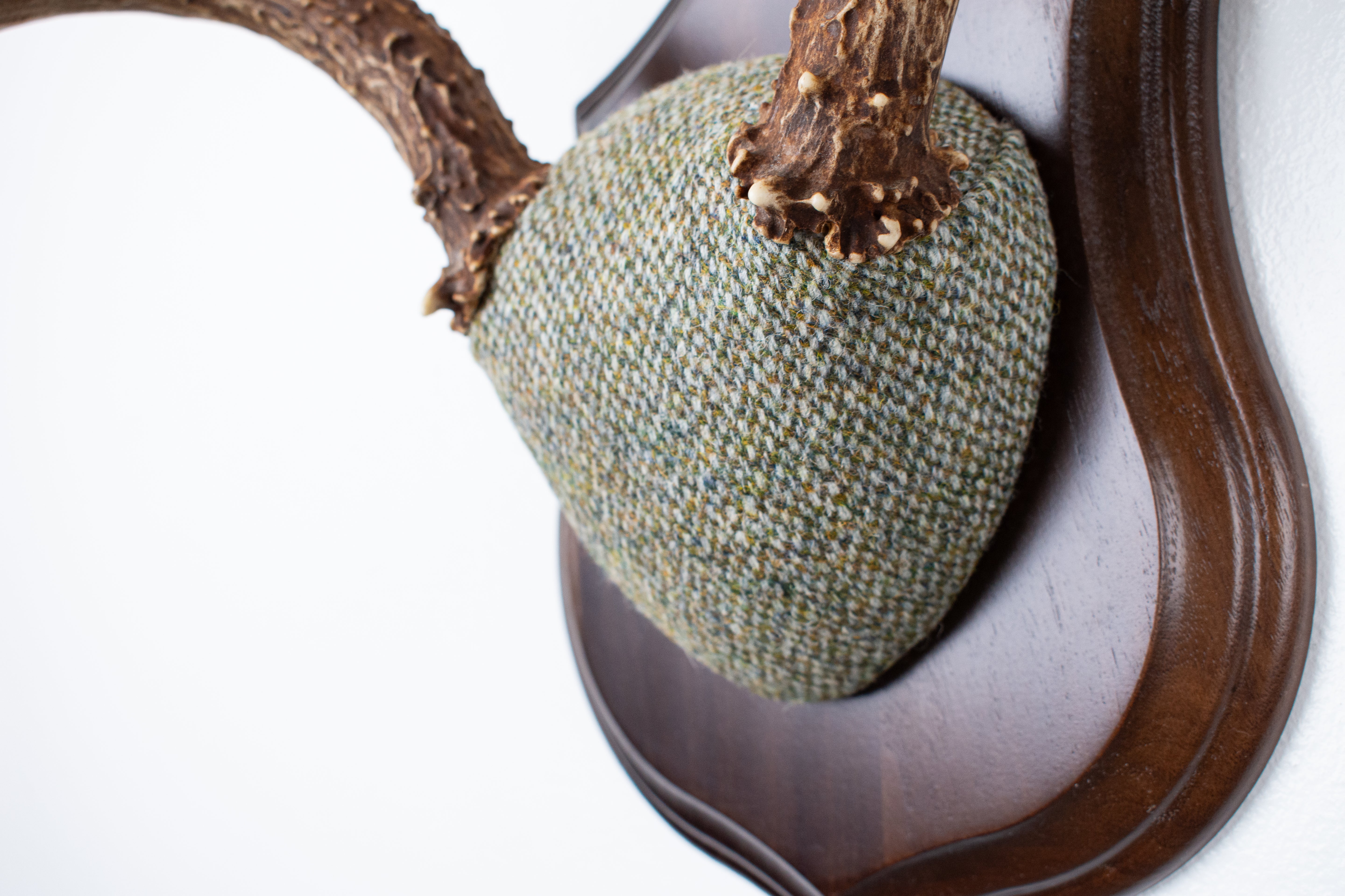 Mule Deer Antler Mount | Green & Beige Barleycorn | 53