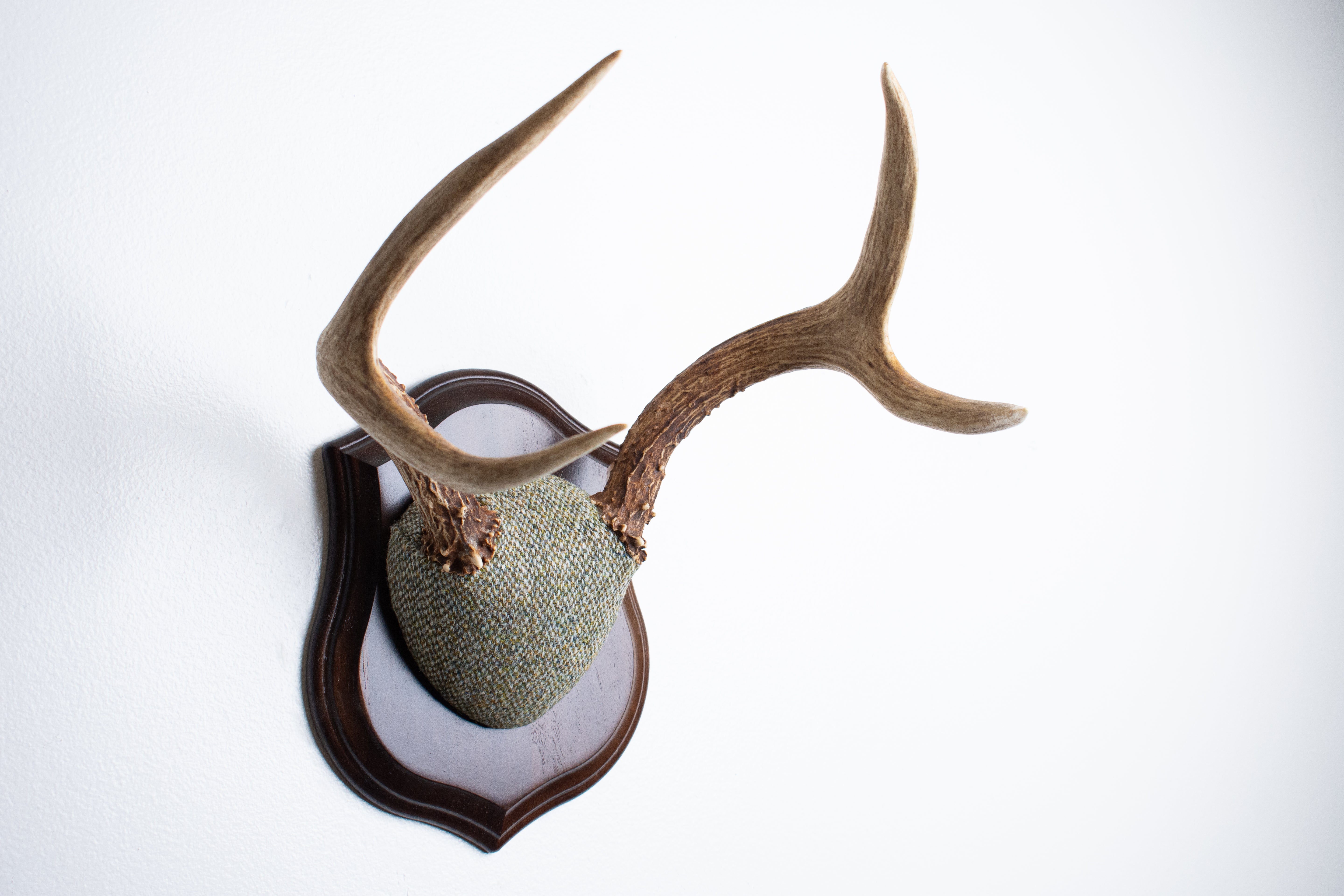Mule Deer Antler Mount | Green & Beige Barleycorn | 53