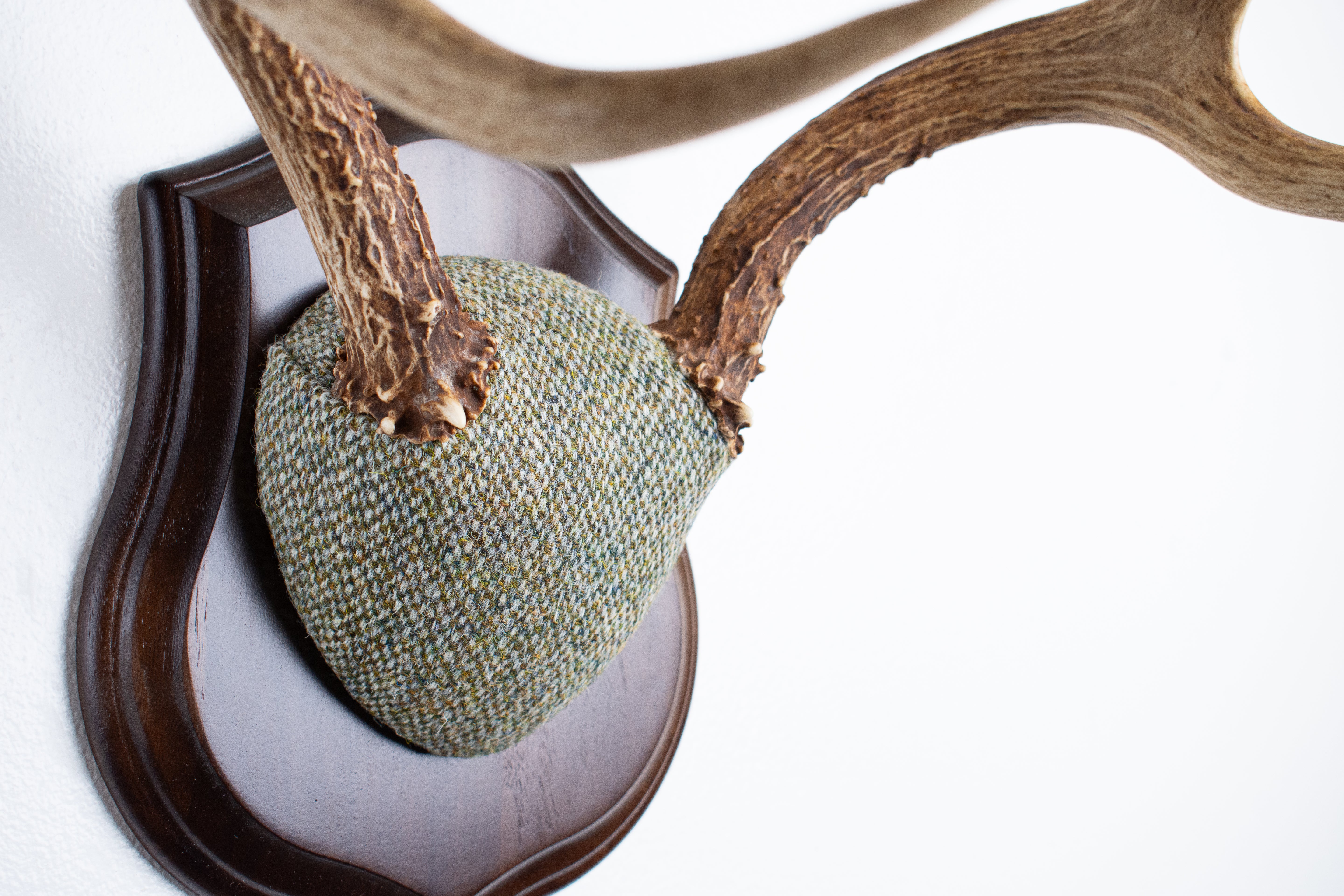 Mule Deer Antler Mount | Green & Beige Barleycorn | 53
