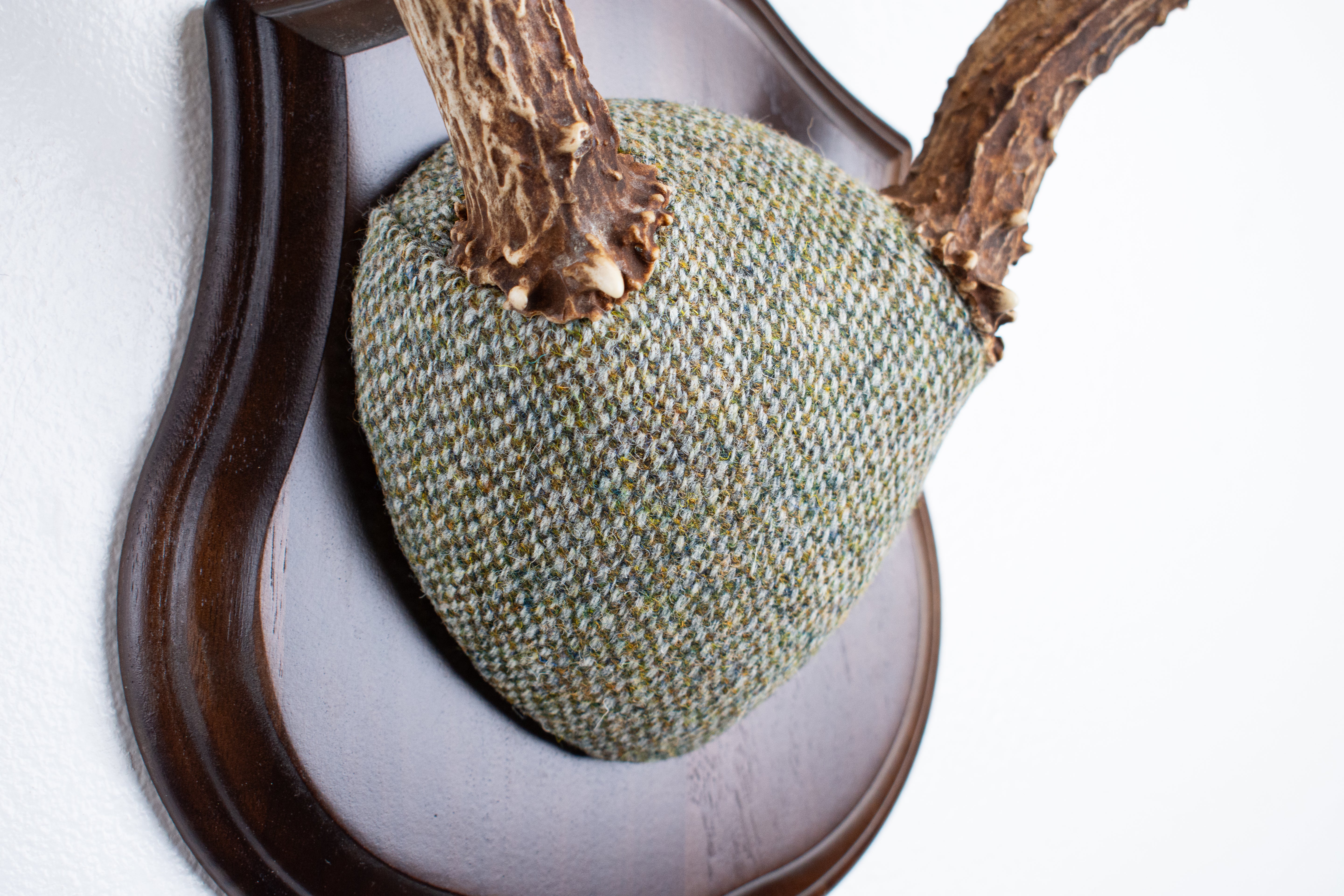 Mule Deer Antler Mount | Green & Beige Barleycorn | 53