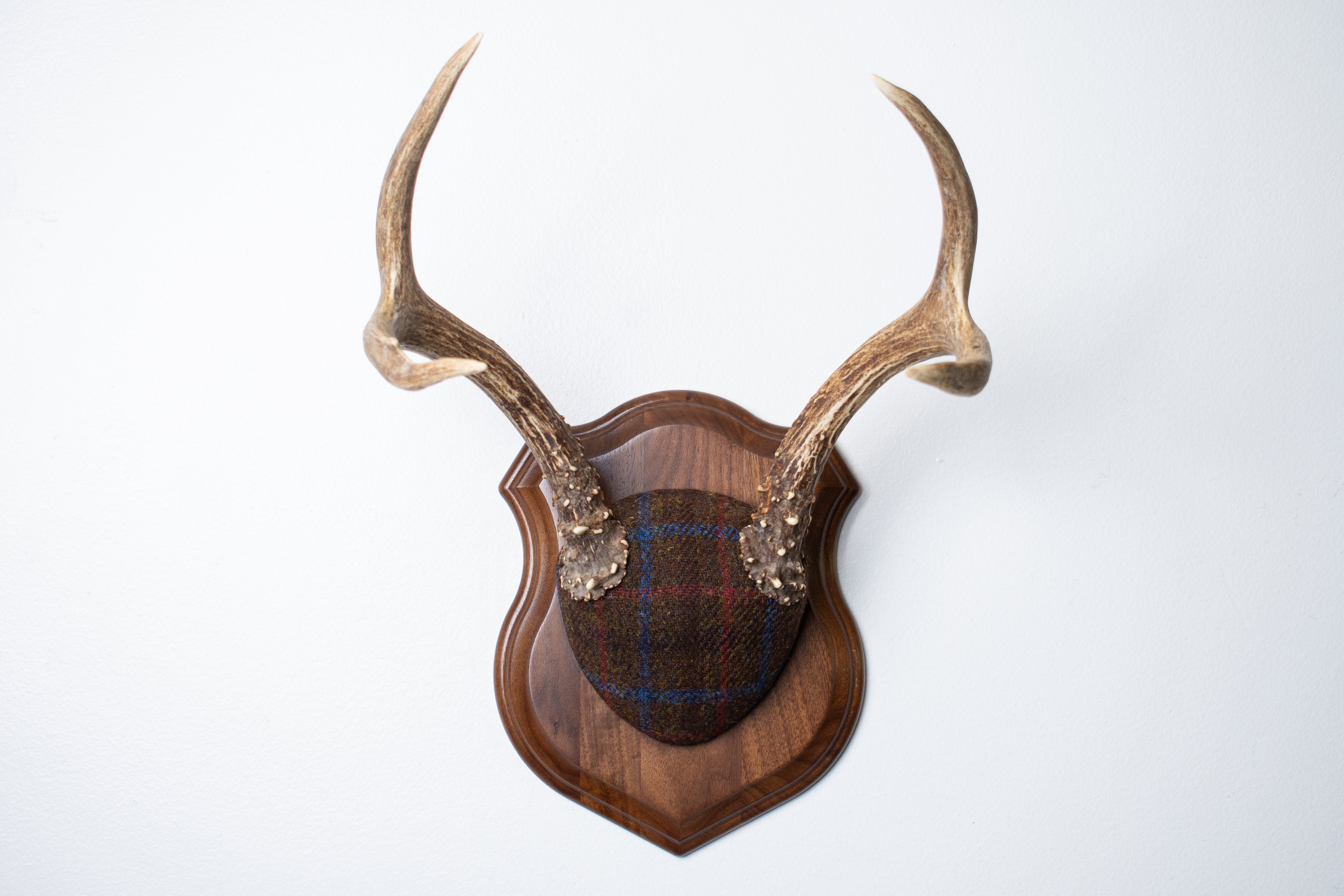 Blacktail Deer Antler Mount | Brown with Red and Blue Overcheck | 54
