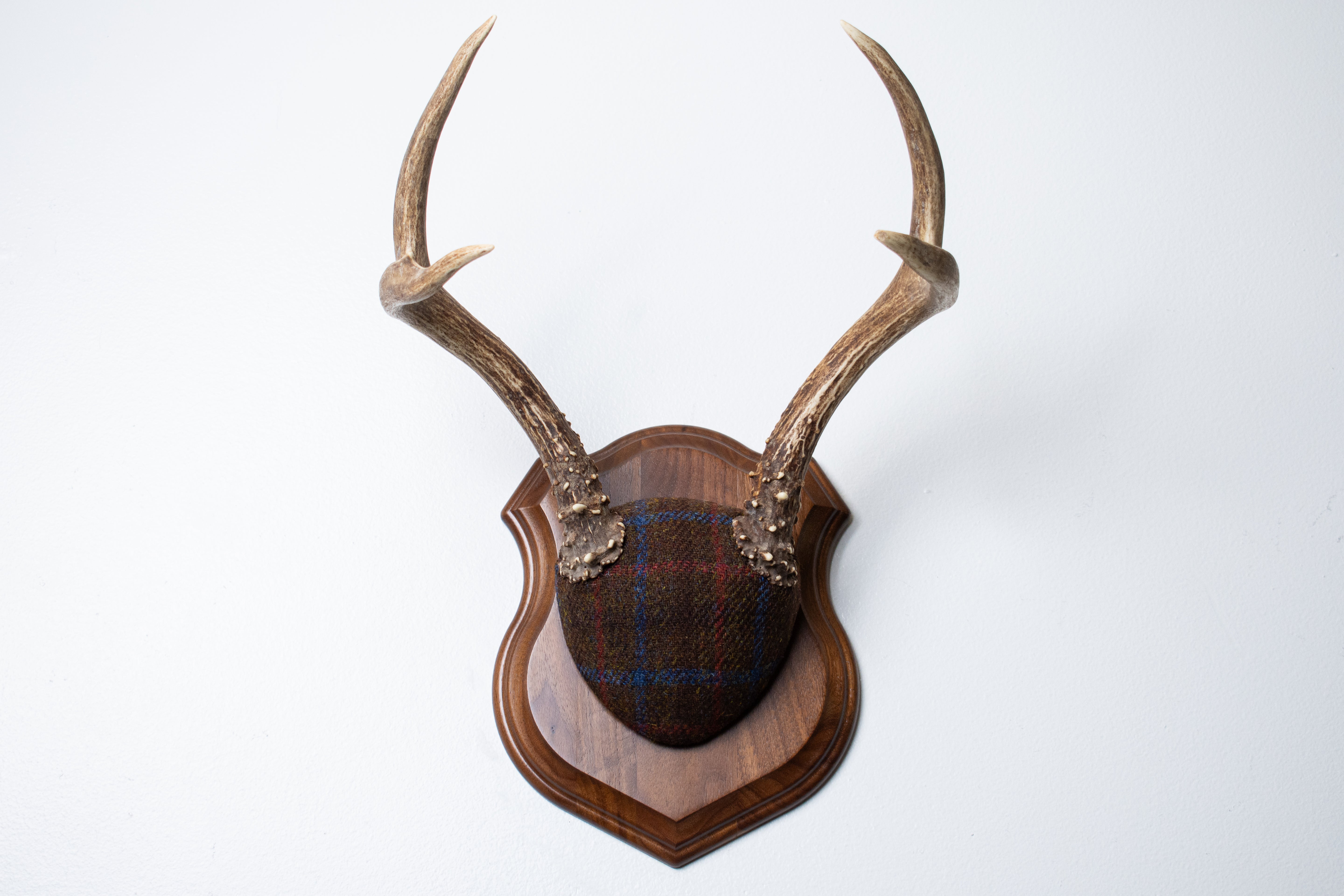 Blacktail Deer Antler Mount | Brown with Red and Blue Overcheck | 54