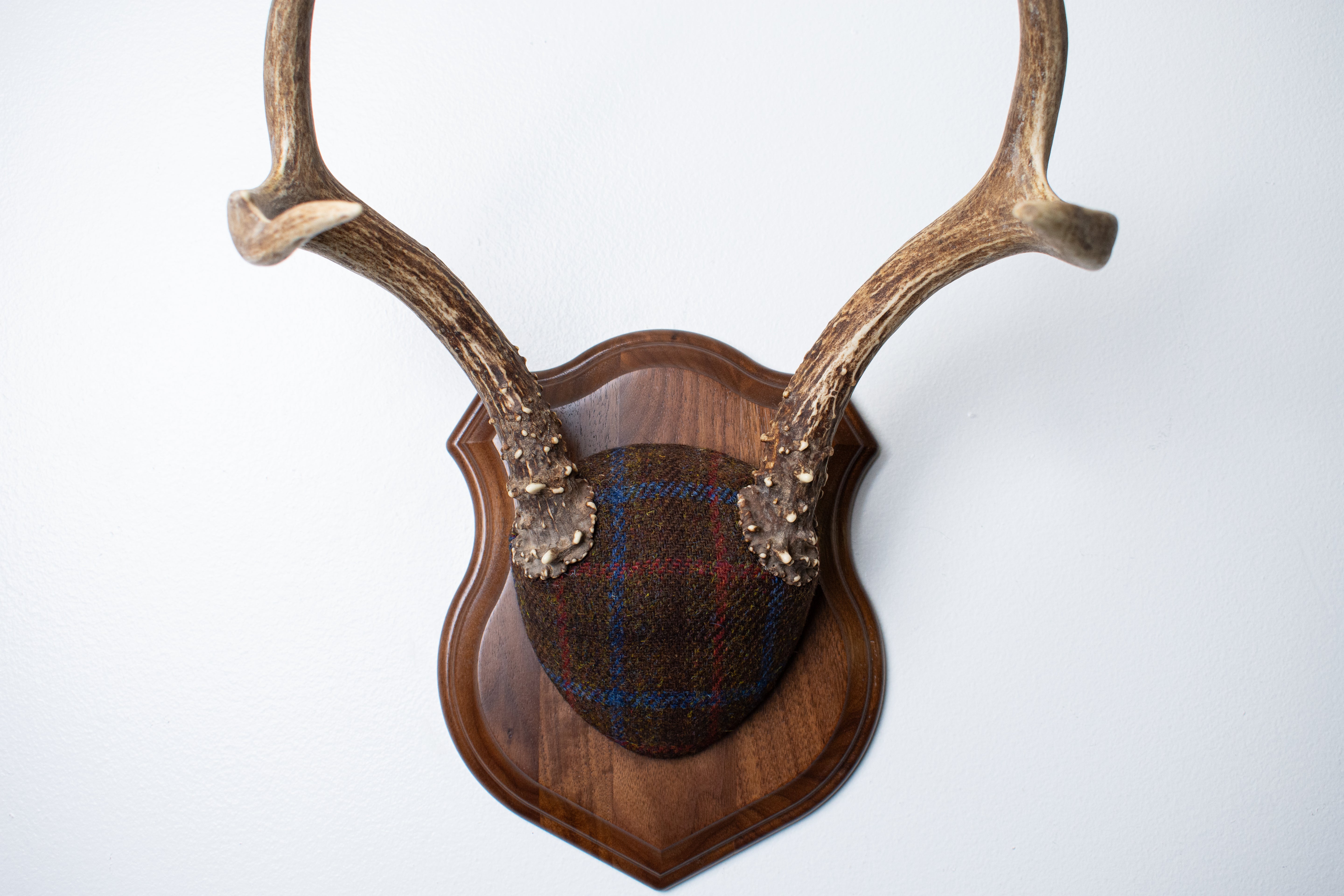 Blacktail Deer Antler Mount | Brown with Red and Blue Overcheck | 54