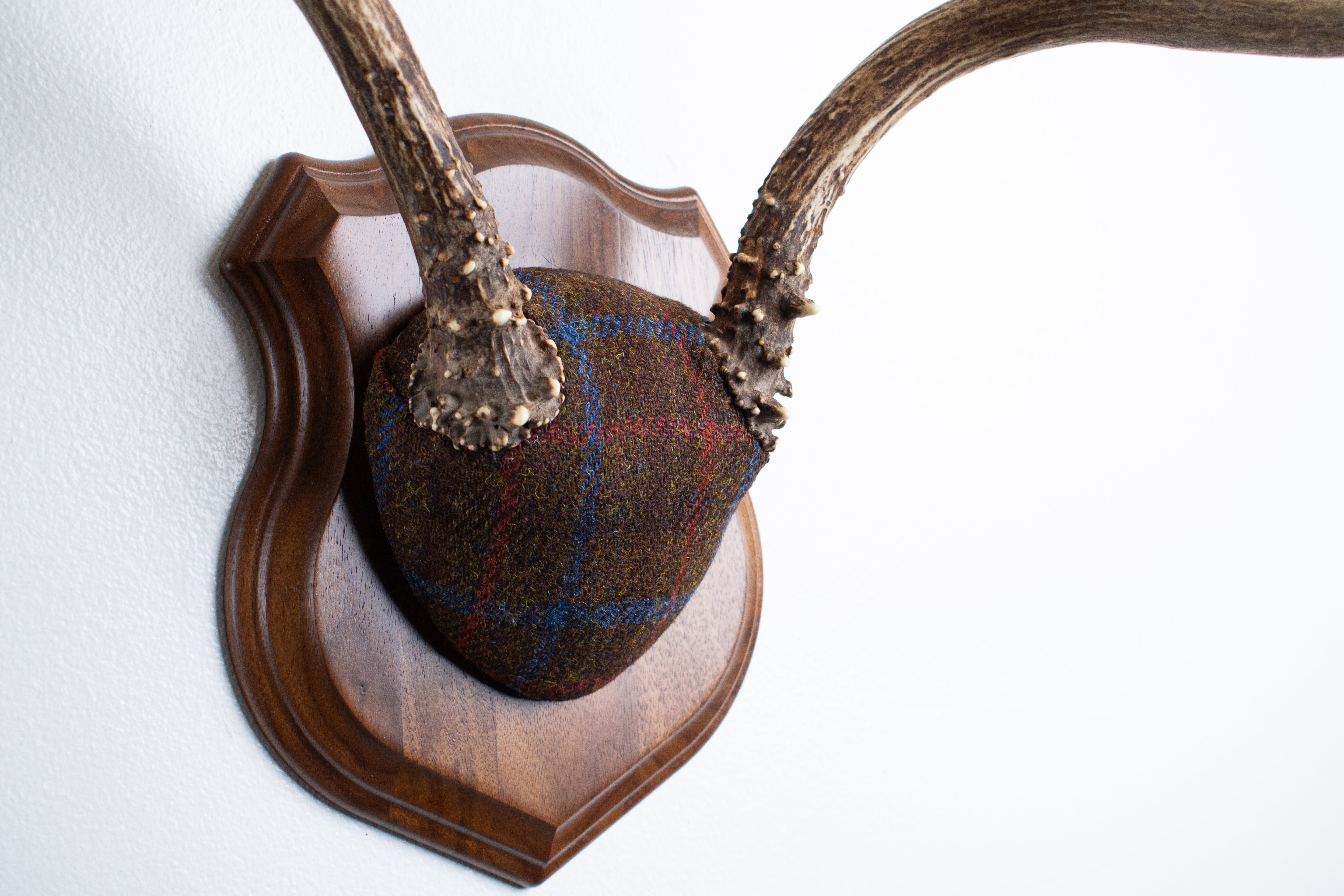 Blacktail Deer Antler Mount | Brown with Red and Blue Overcheck | 54