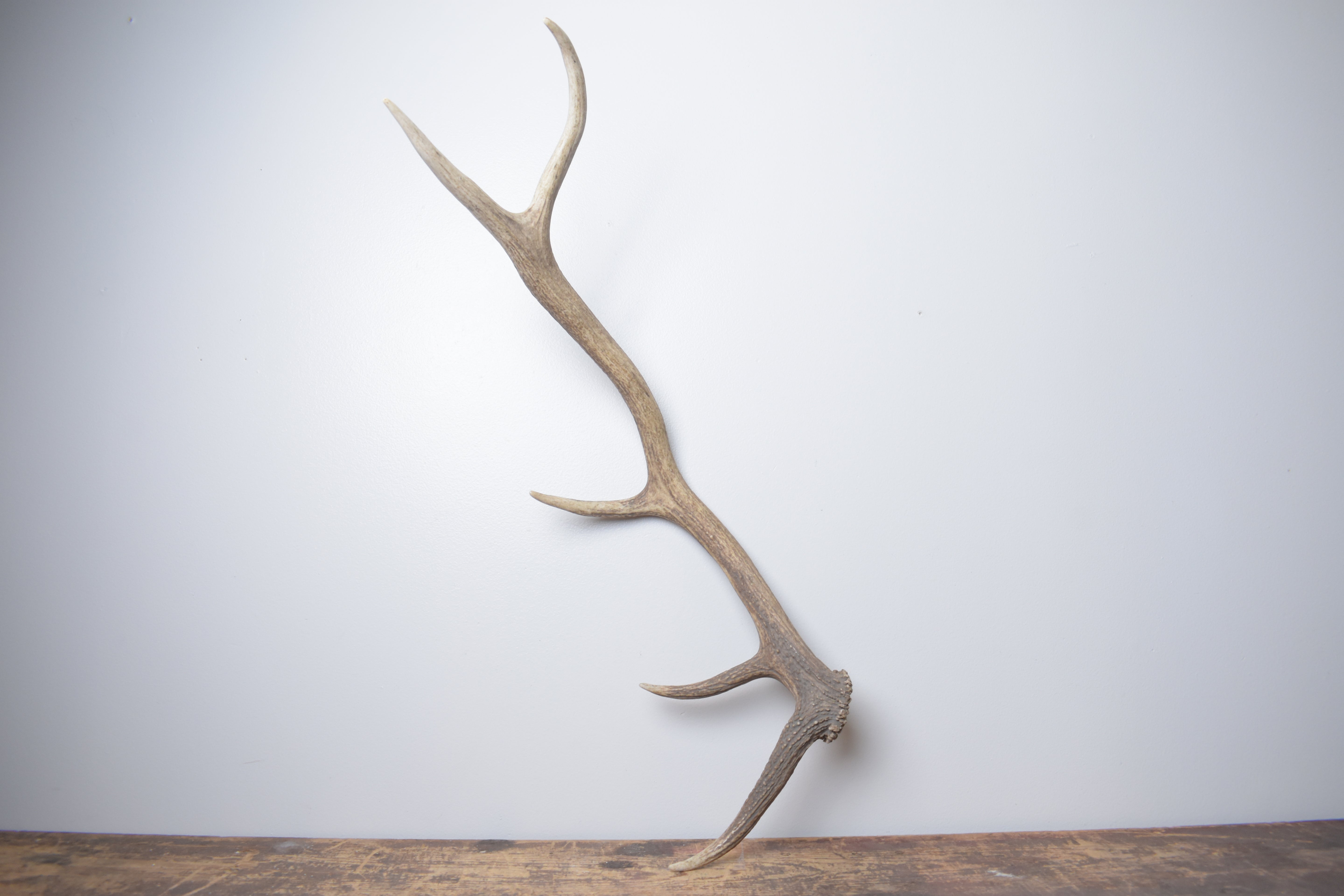 Elk Antler | Medium Size | 172