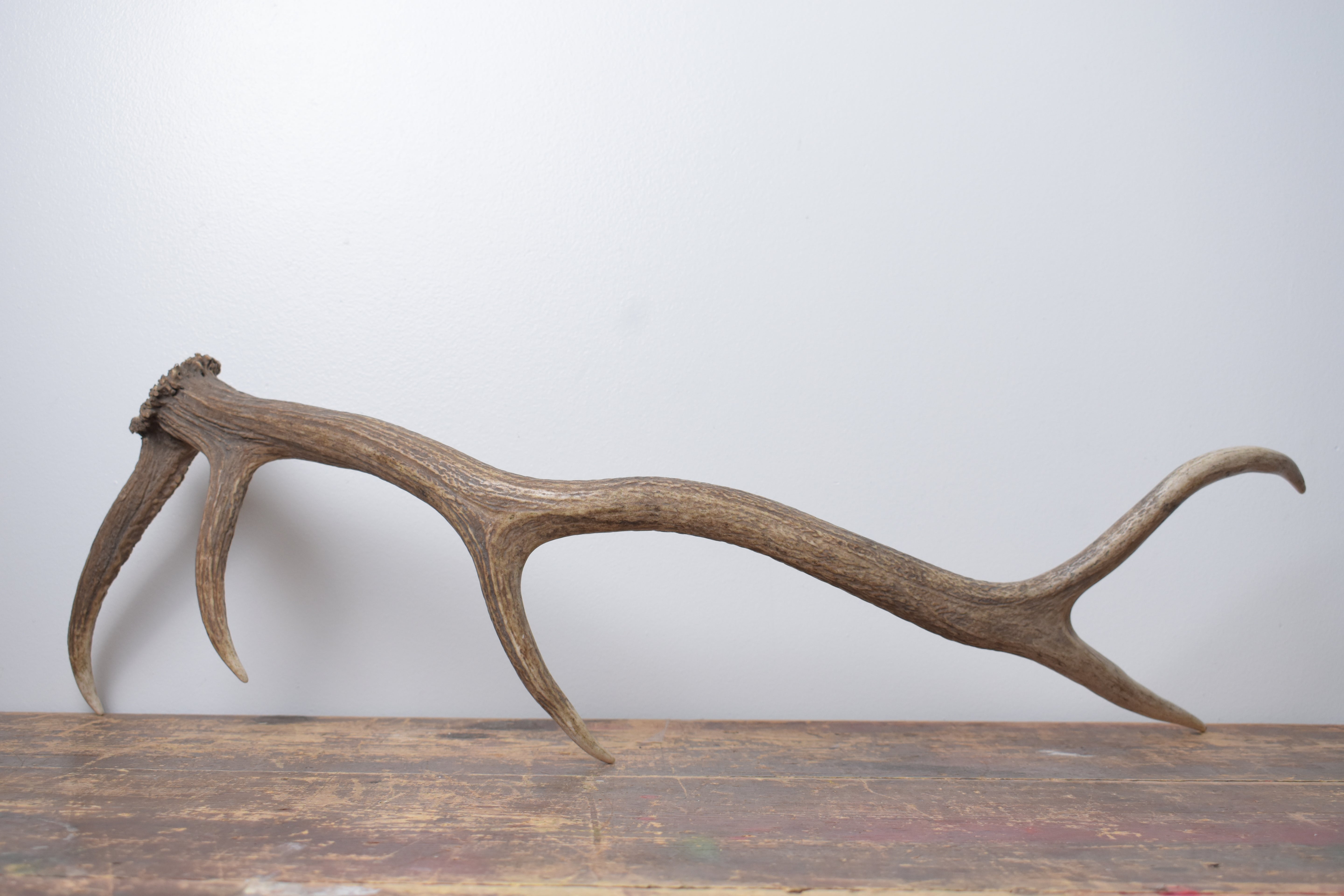 Elk Antler | Medium Size | 172