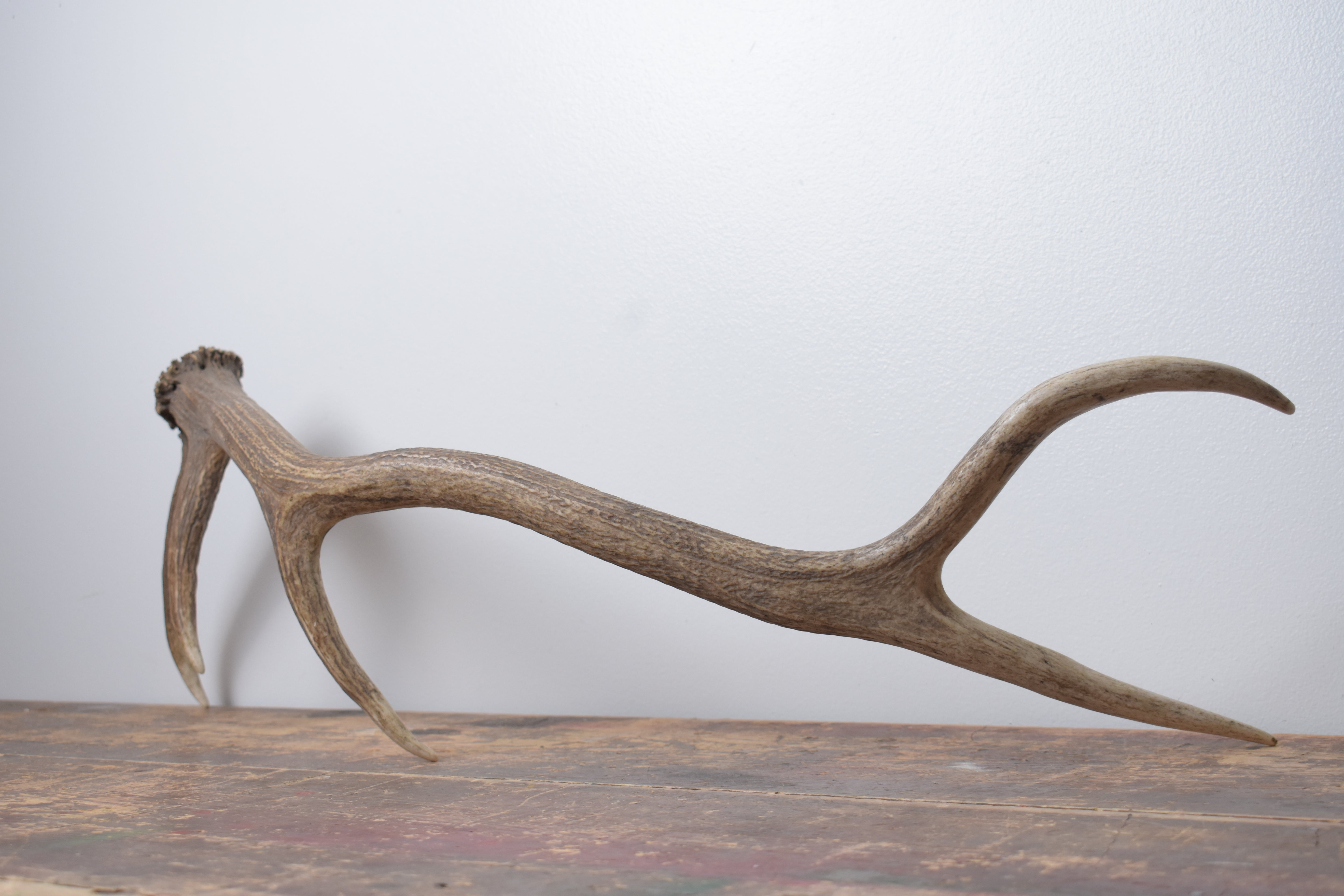 Elk Antler | Medium Size | 172