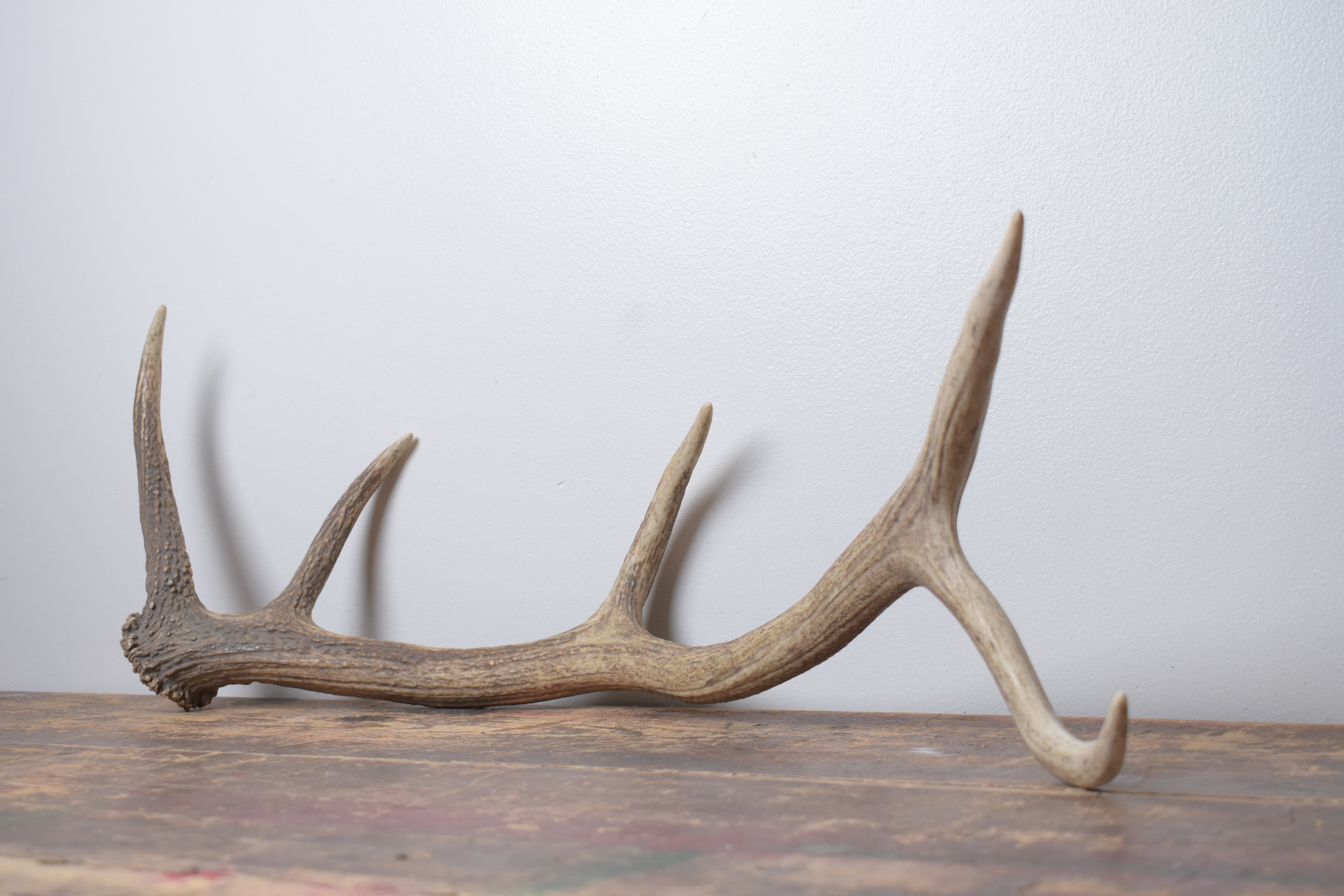Elk Antler | Medium Size | 172