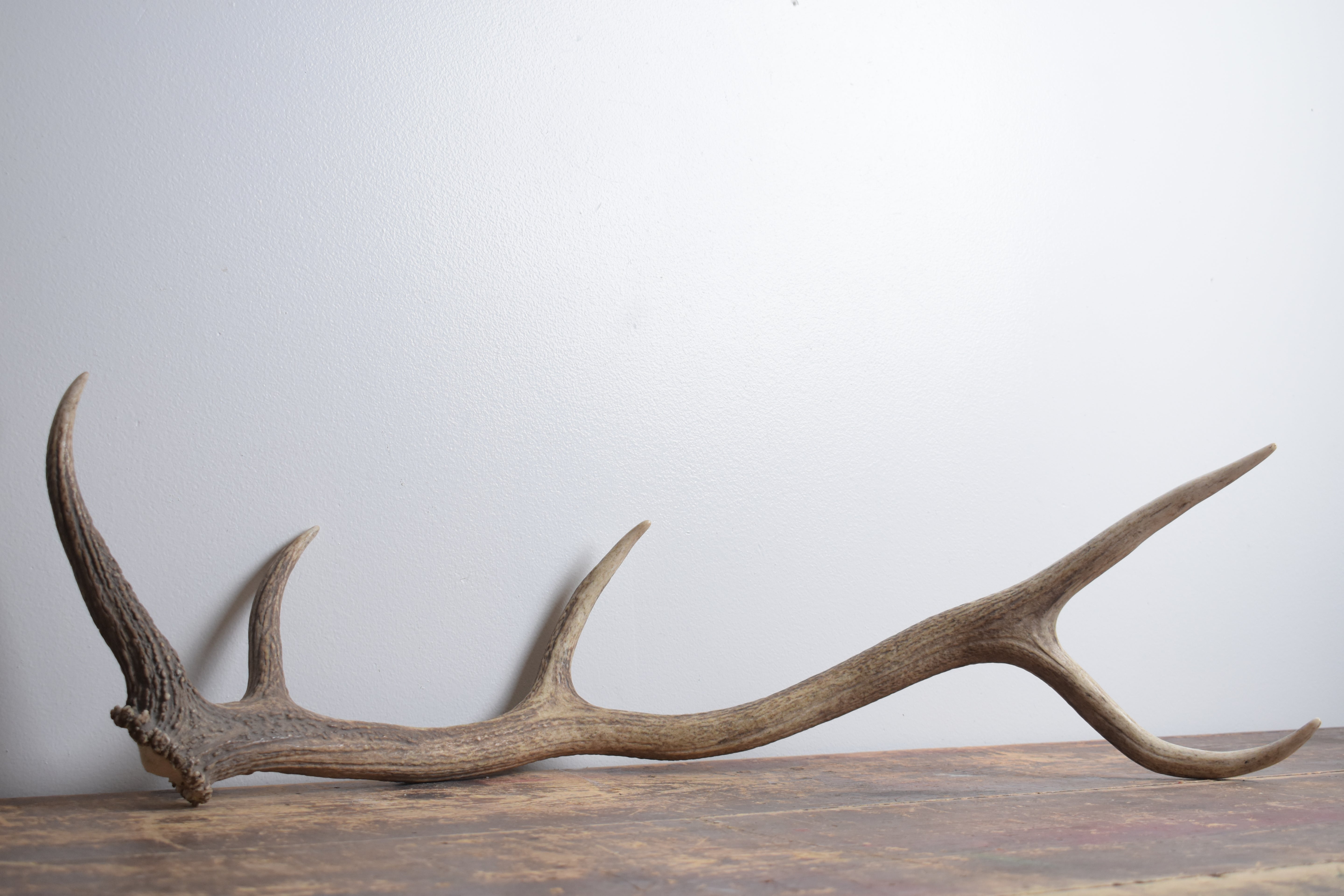 Elk Antler | Medium Size | 172