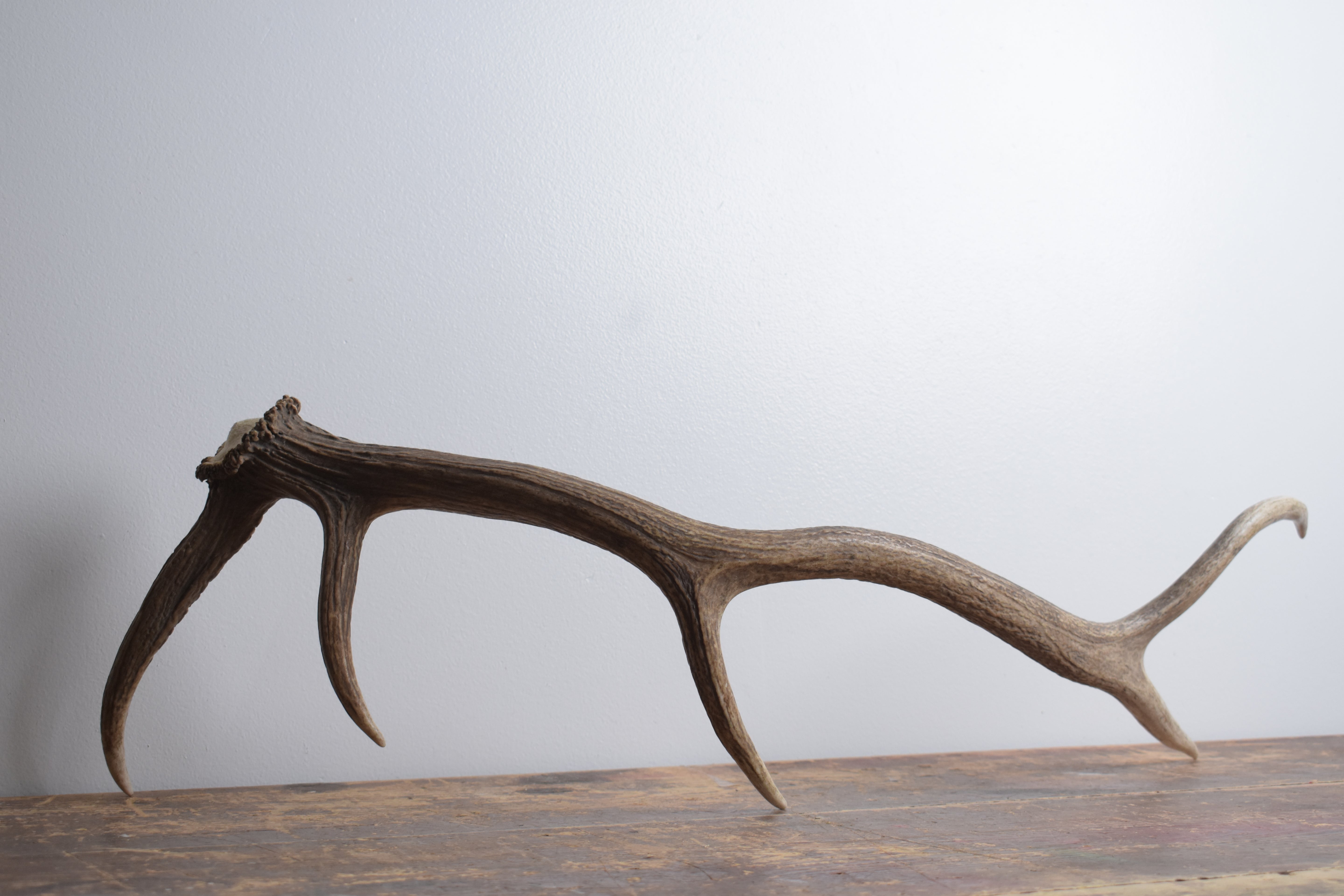 Elk Antler | Medium Size | 172
