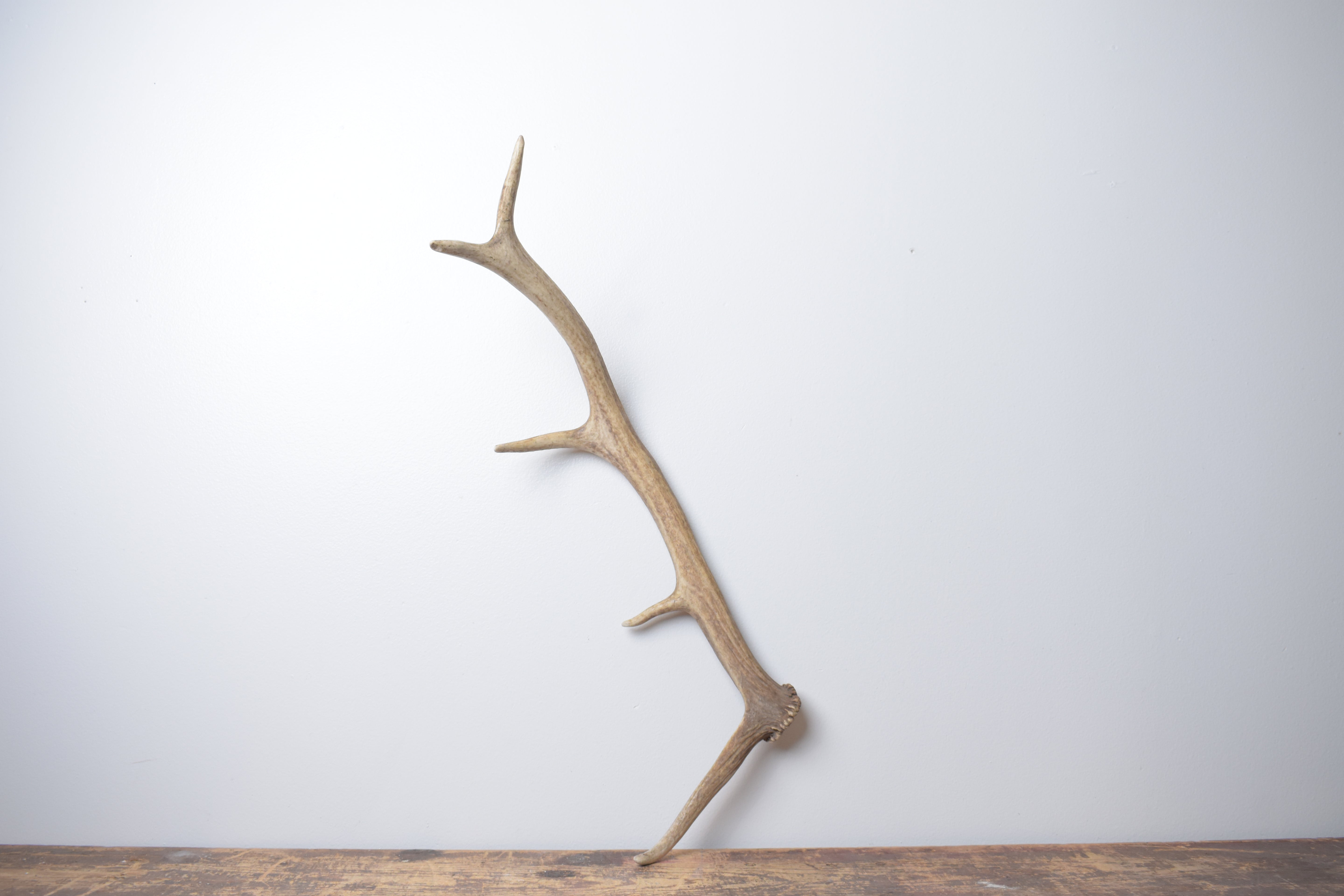 Elk Antler | Small Size | 173