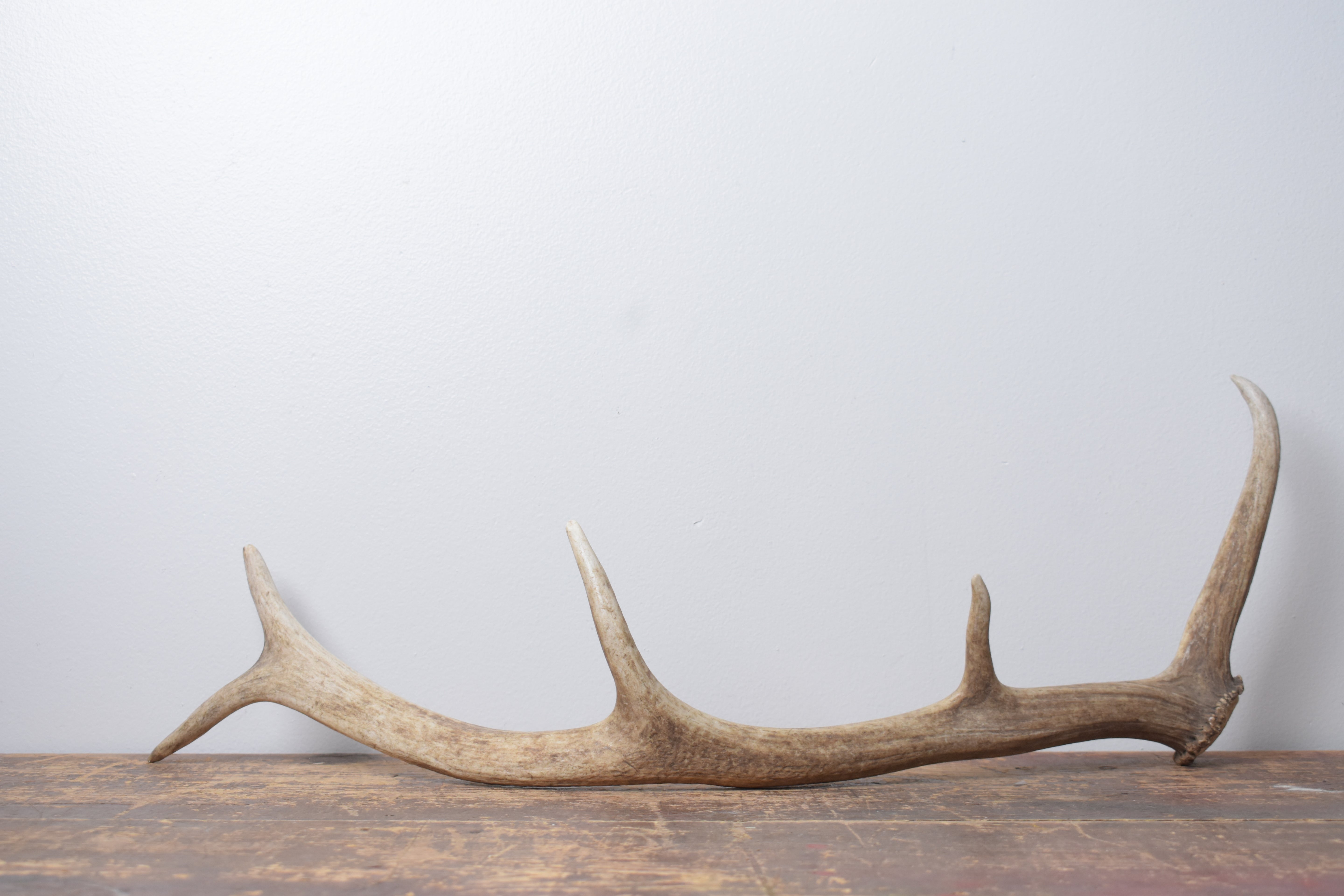 Elk Antler | Small Size | 173