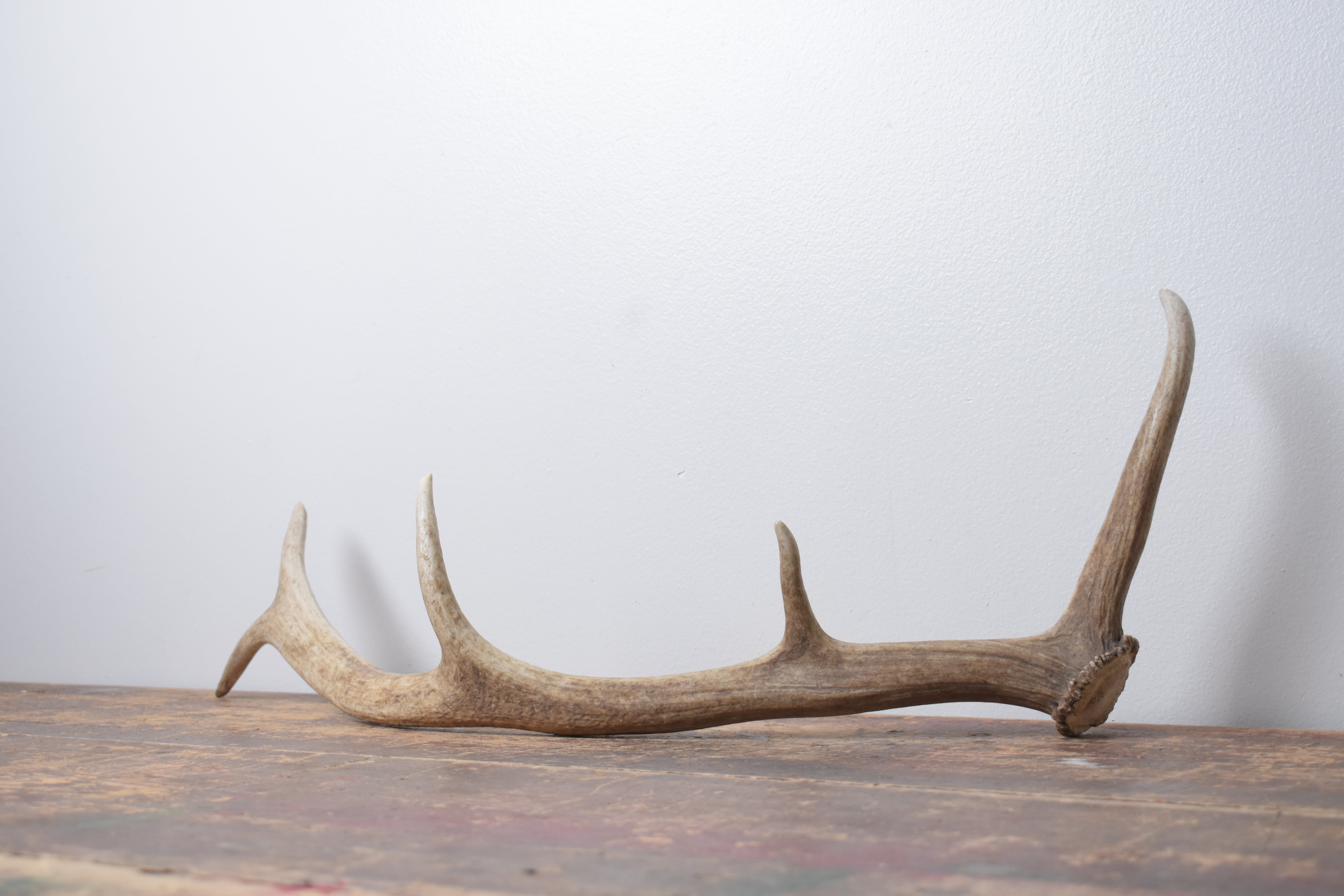 Elk Antler | Small Size | 173