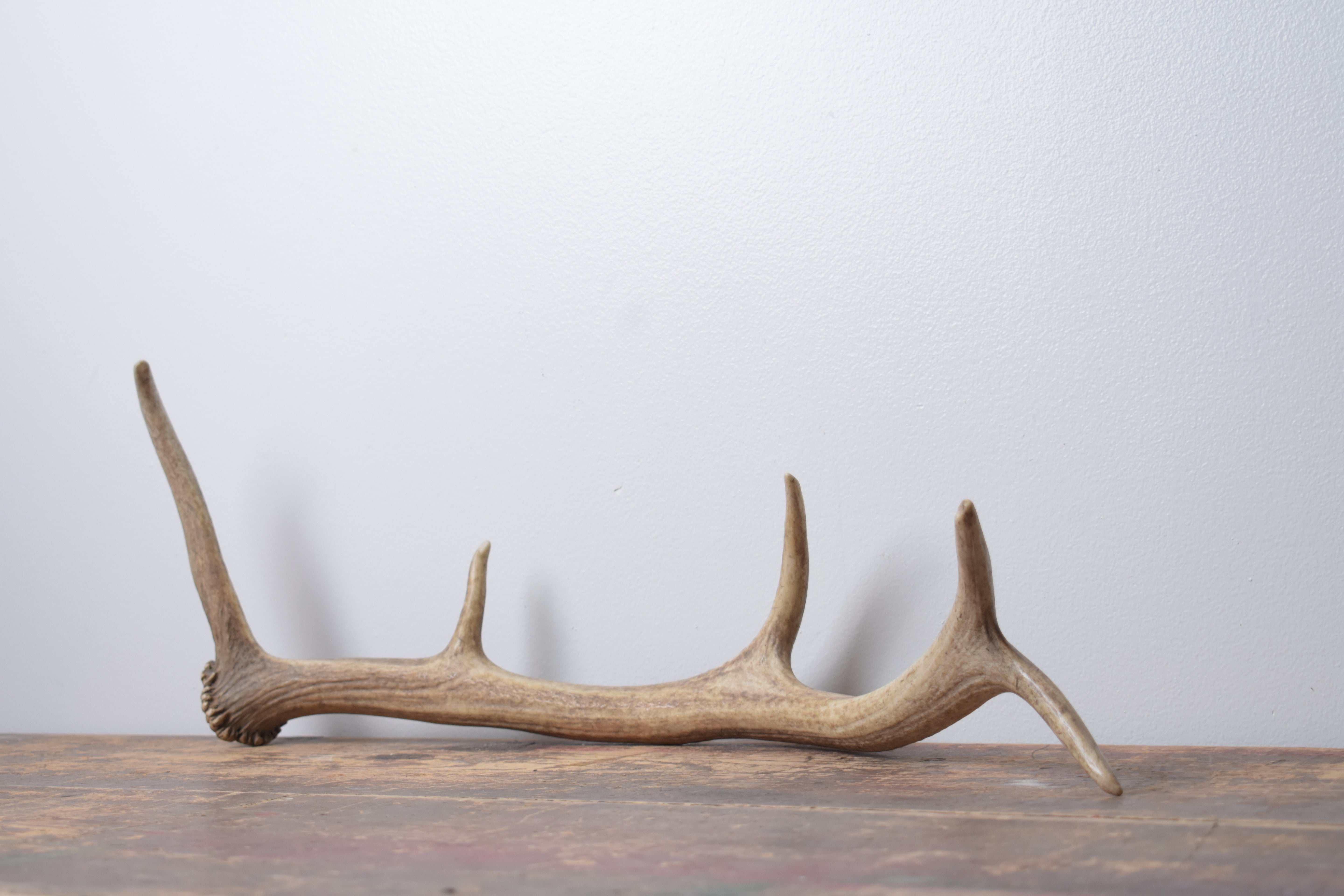 Elk Antler | Small Size | 173