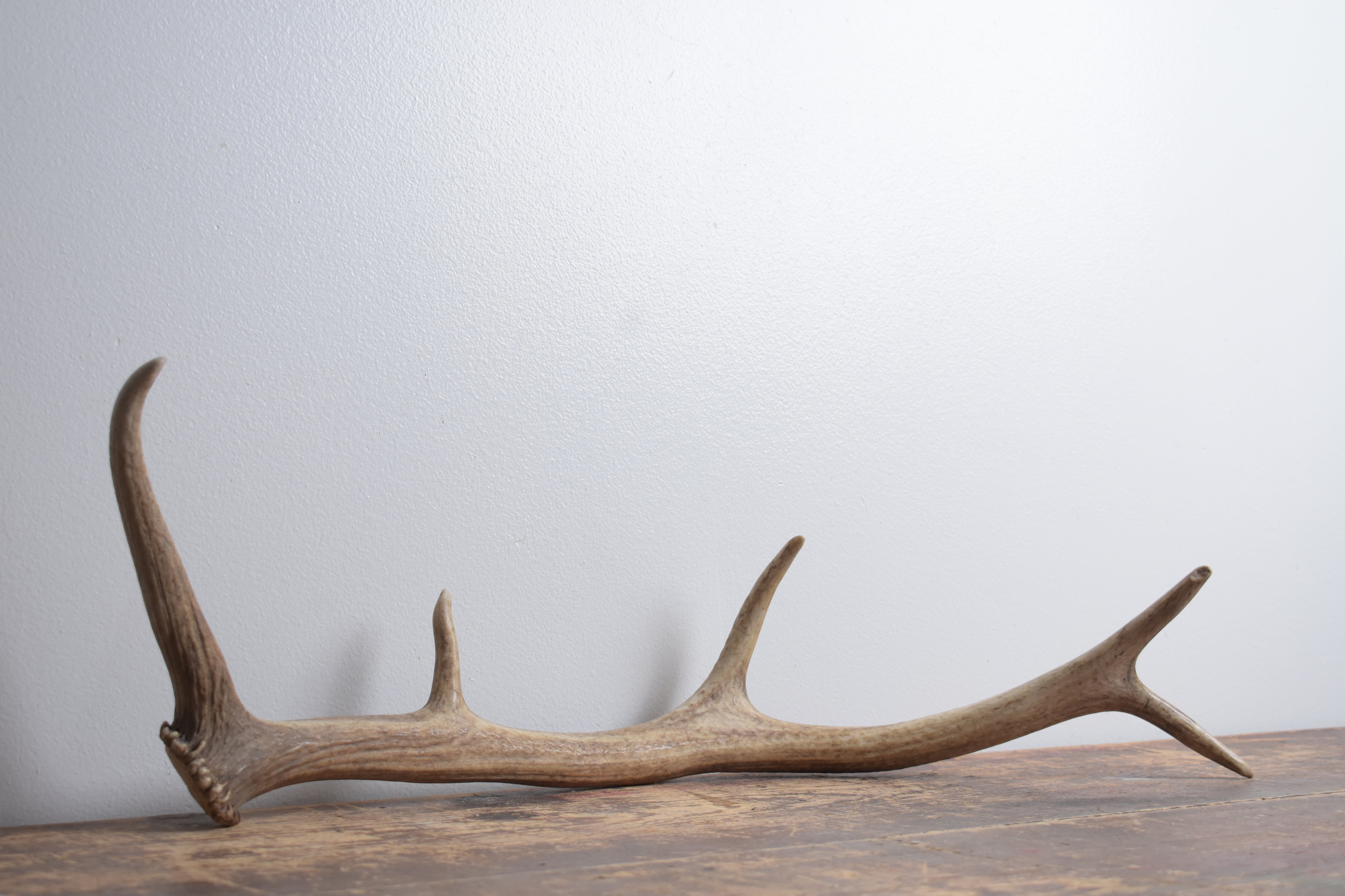 Elk Antler | Small Size | 173