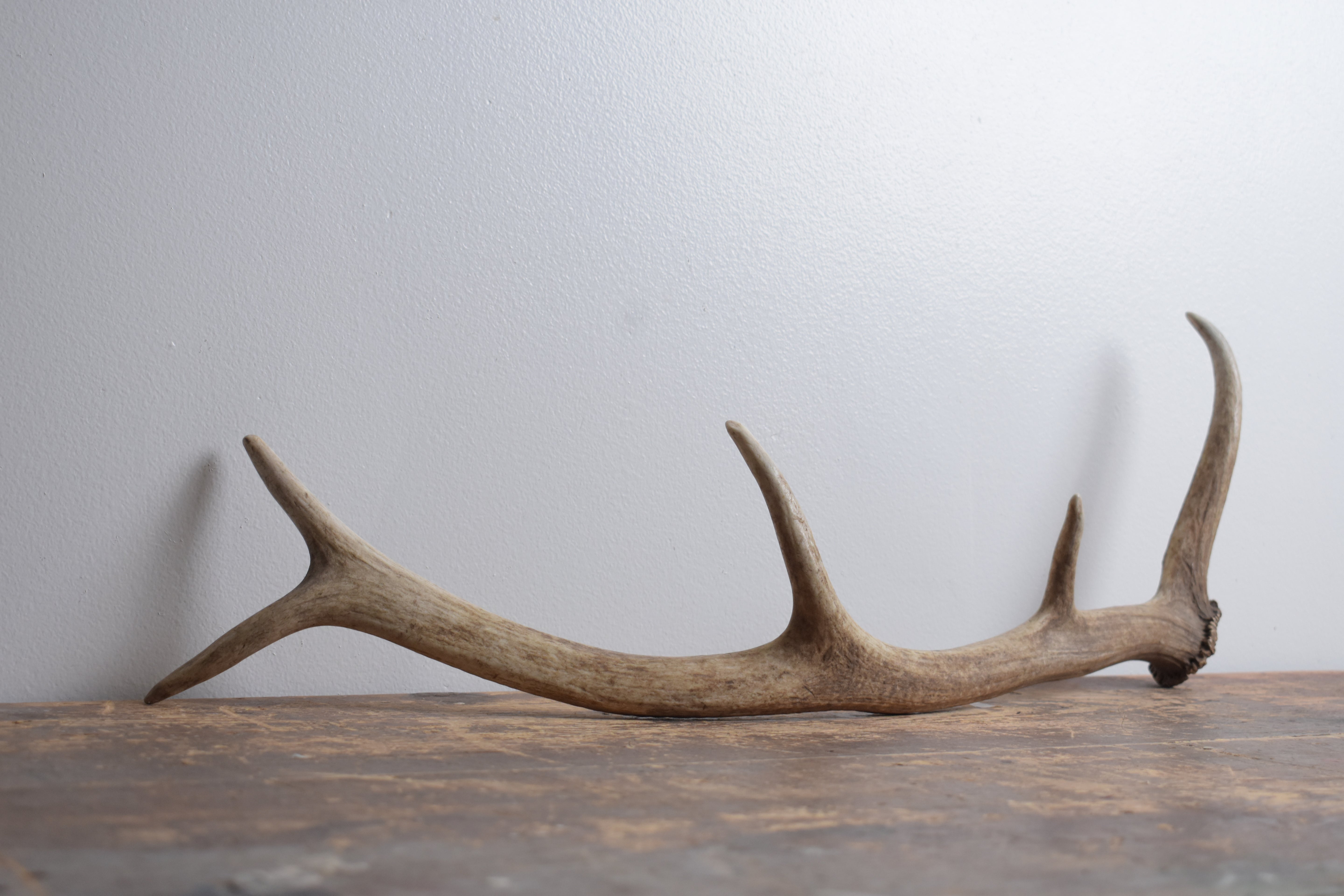 Elk Antler | Small Size | 173