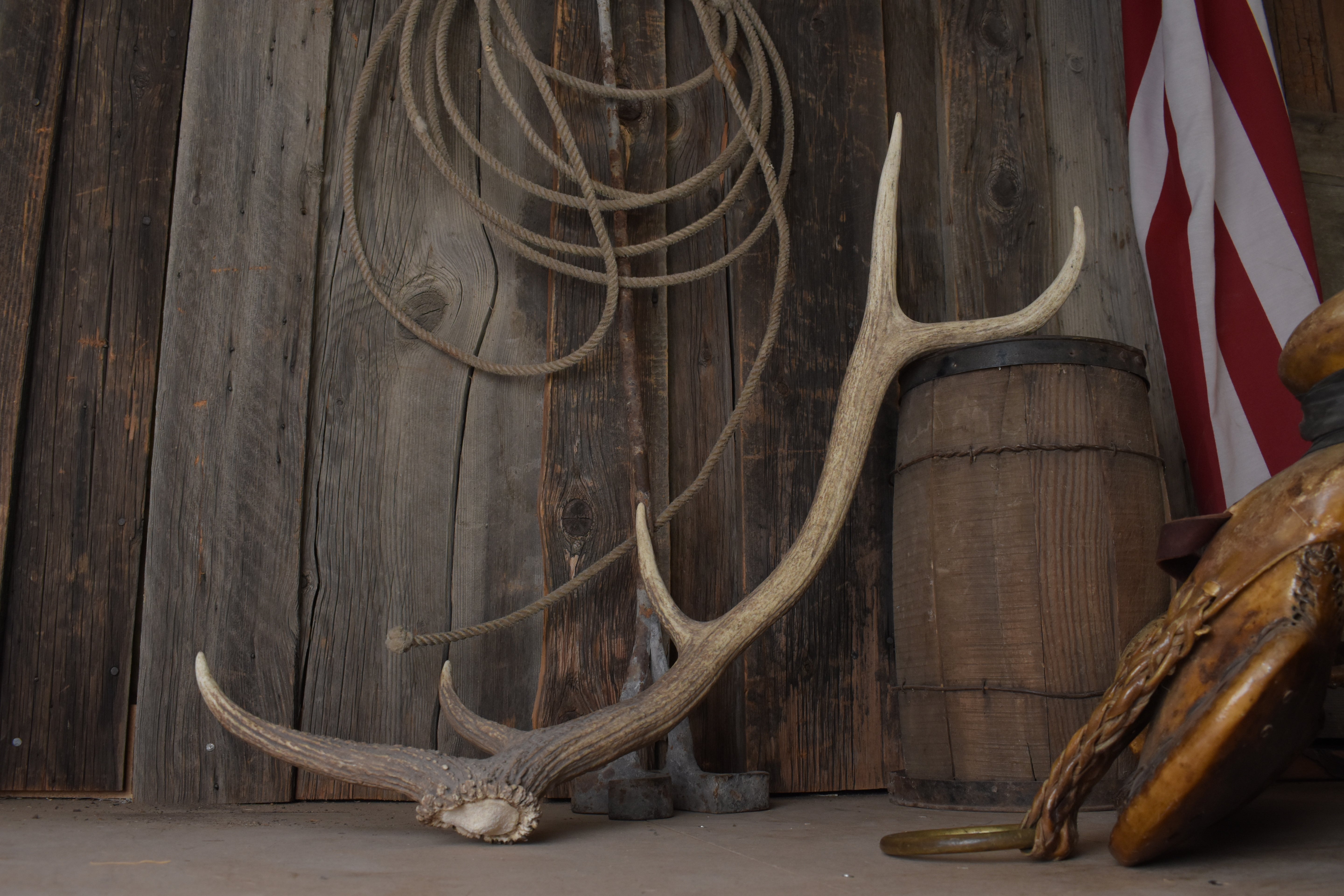 Elk Antler | Medium Size | 172