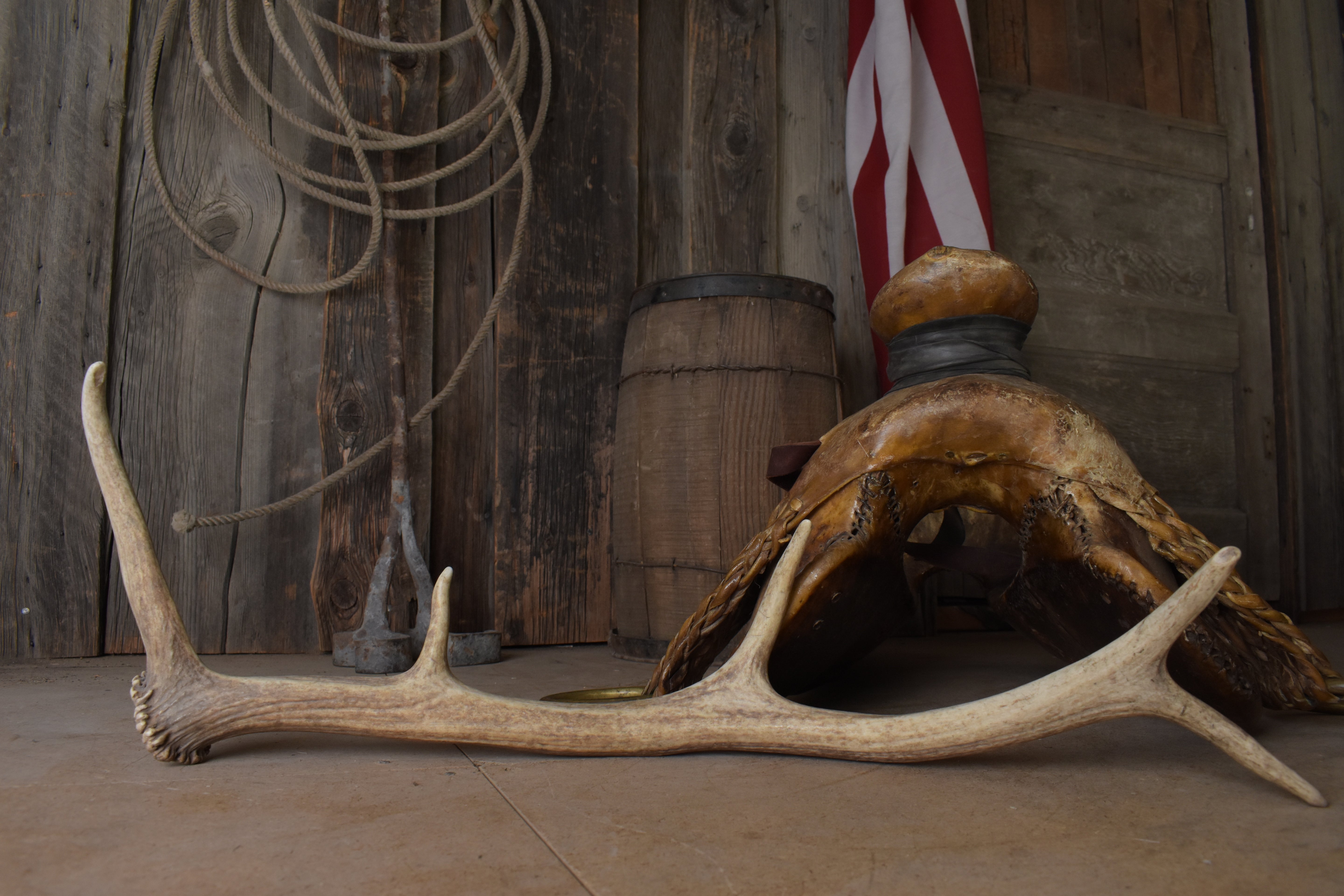 Elk Antler | Small Size | 173
