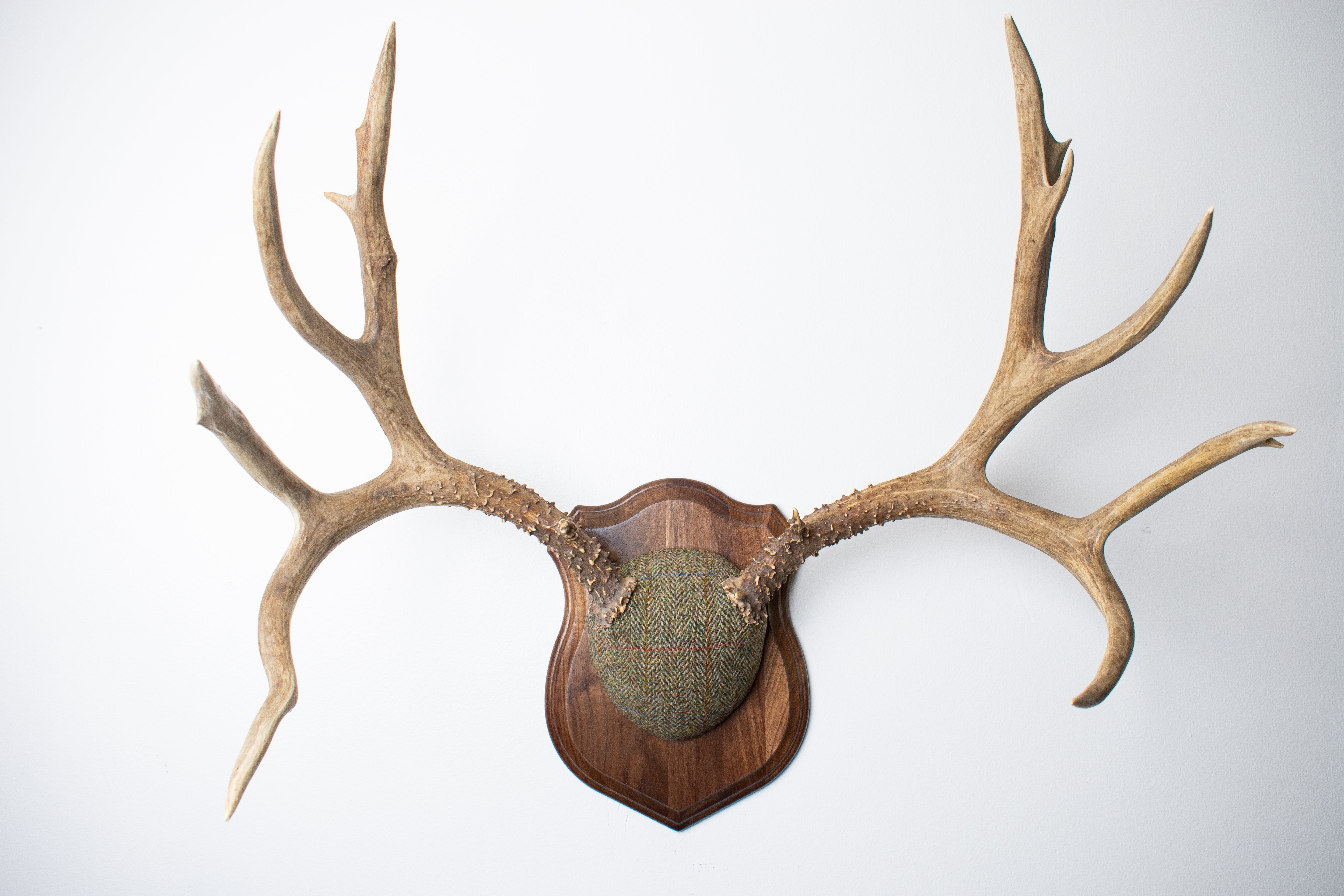 Mule Deer Antler Mount | Green Herringbone Tweed | 55