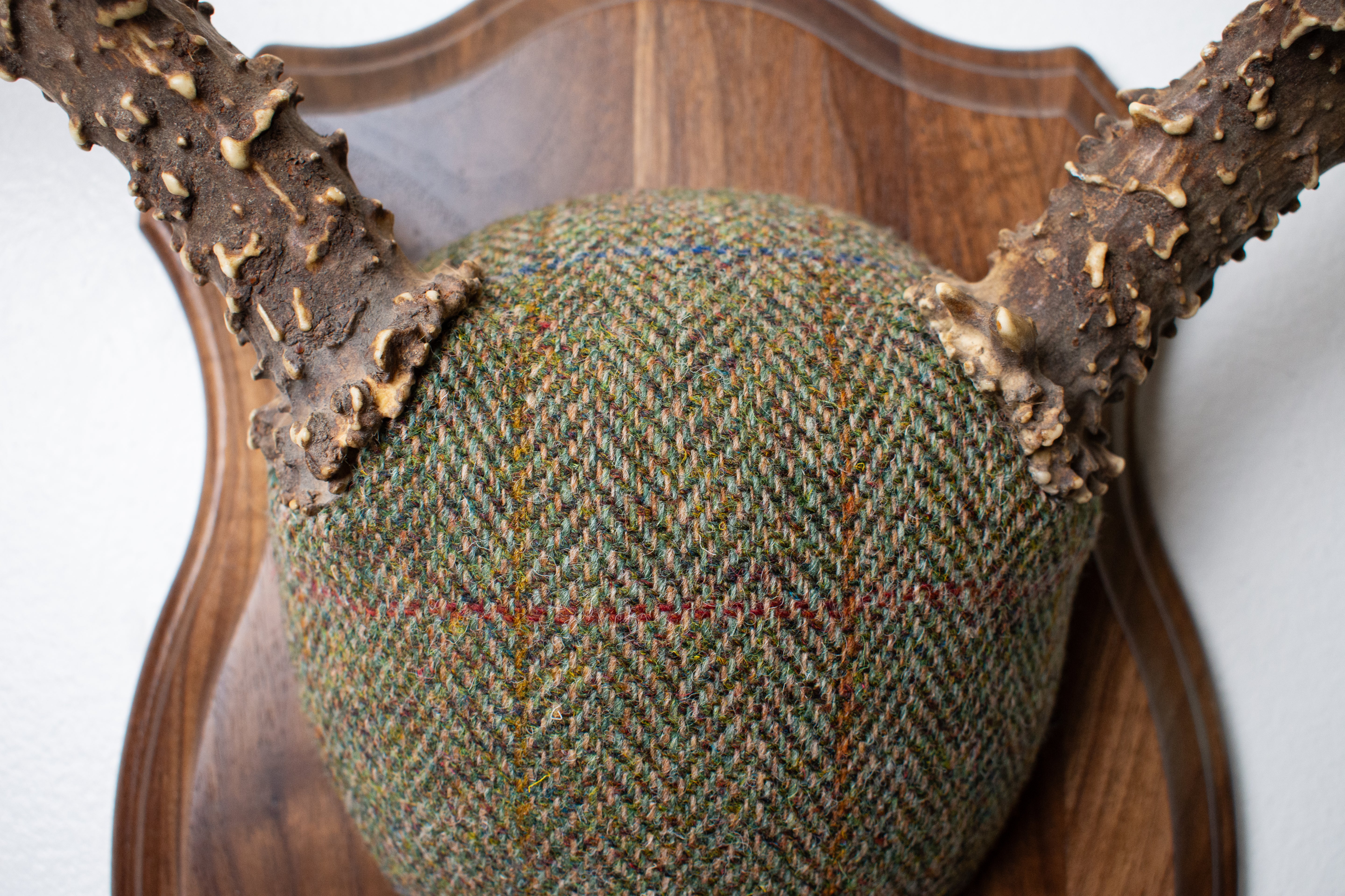 Mule Deer Antler Mount | Green Herringbone Tweed | 55