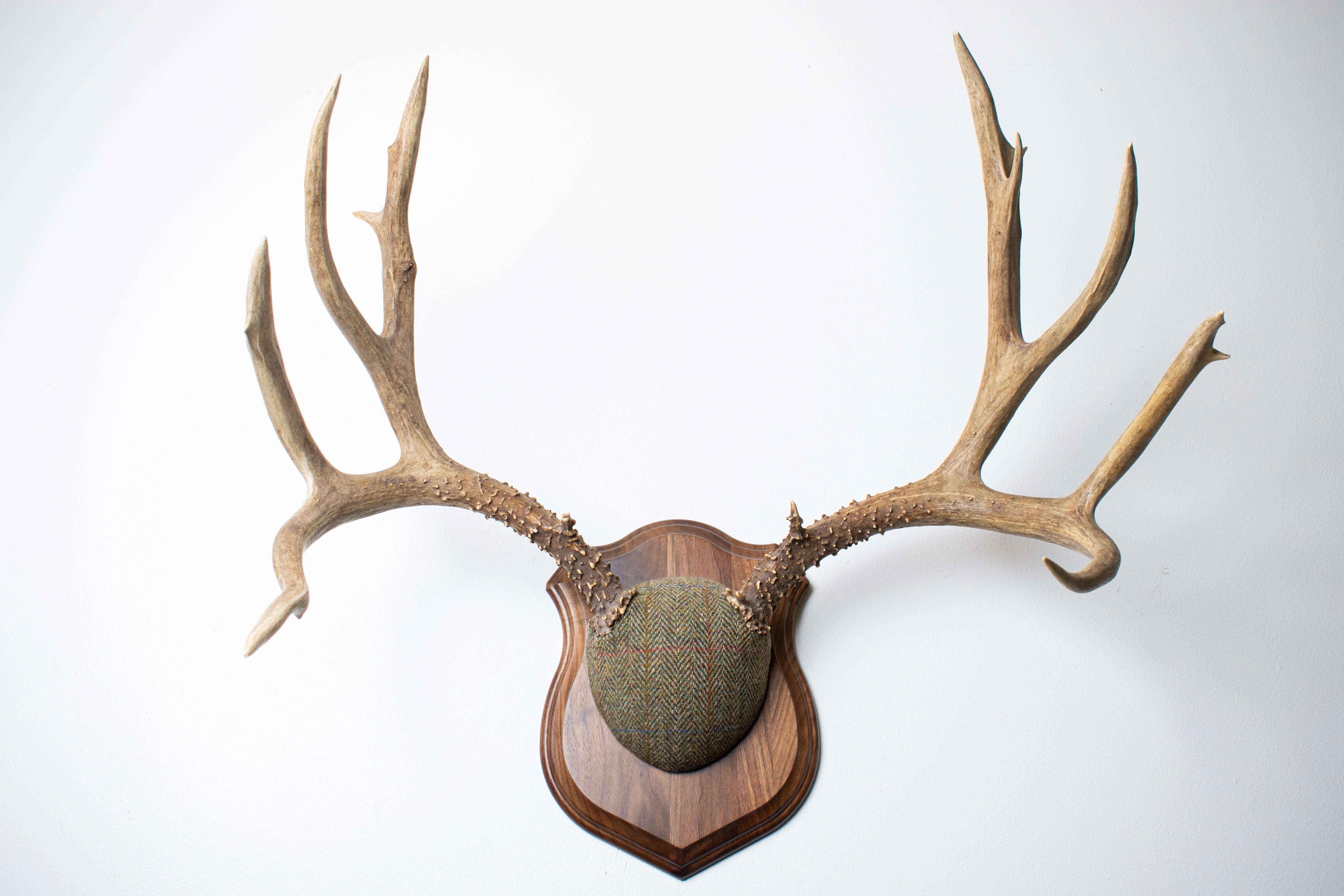 Mule Deer Antler Mount | Green Herringbone Tweed | 55