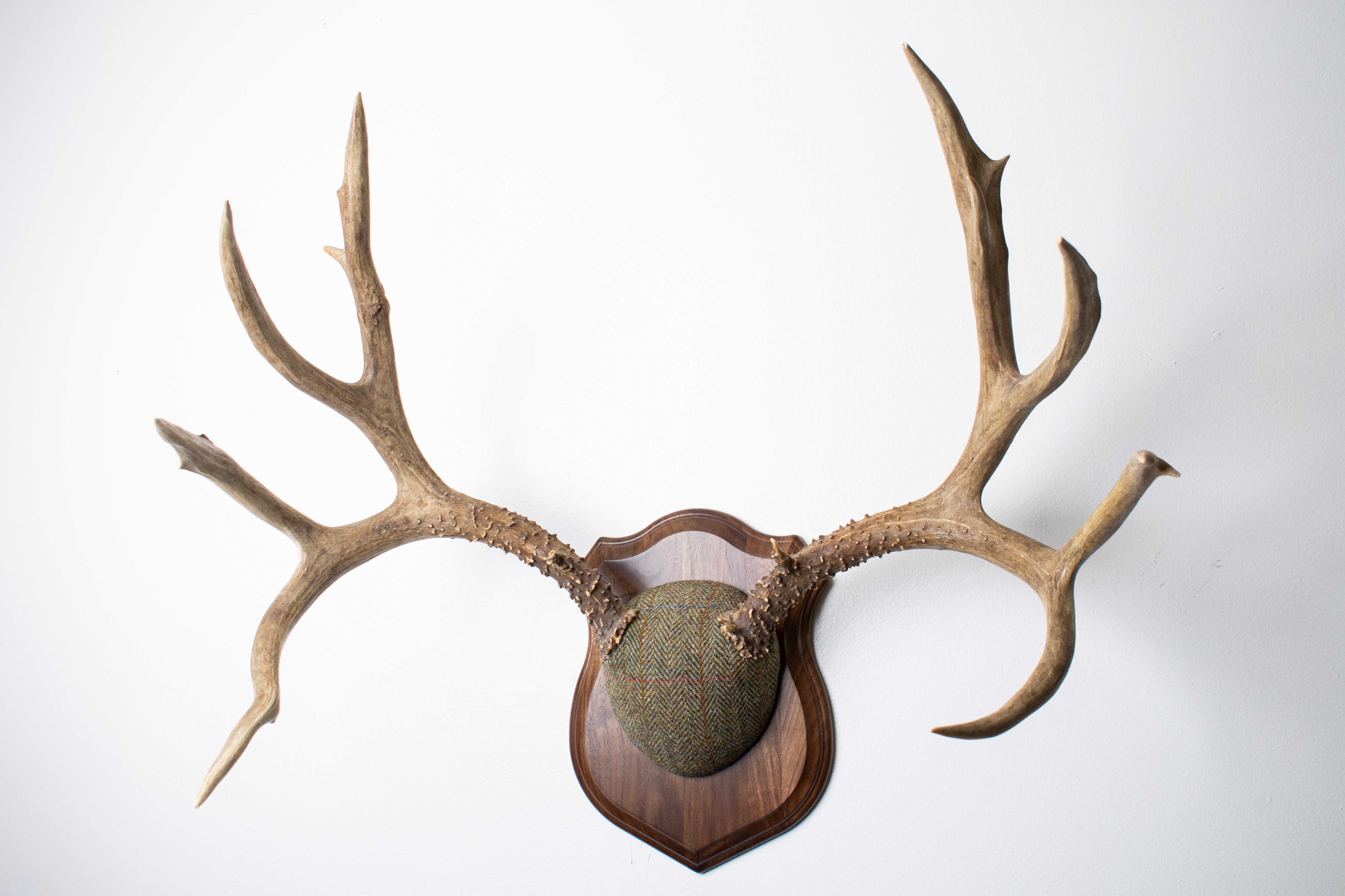 Mule Deer Antler Mount | Green Herringbone Tweed | 55