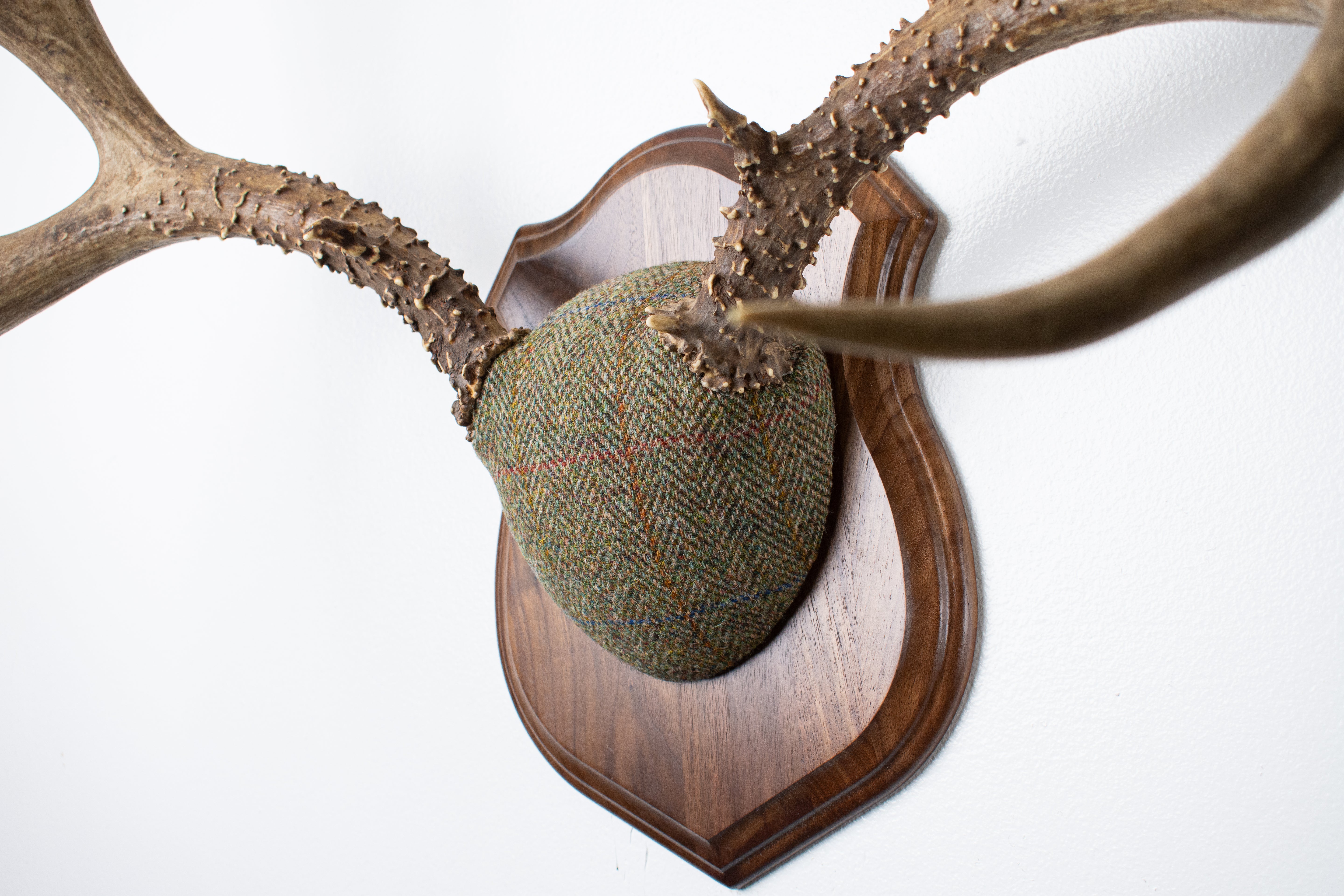 Mule Deer Antler Mount | Green Herringbone Tweed | 55