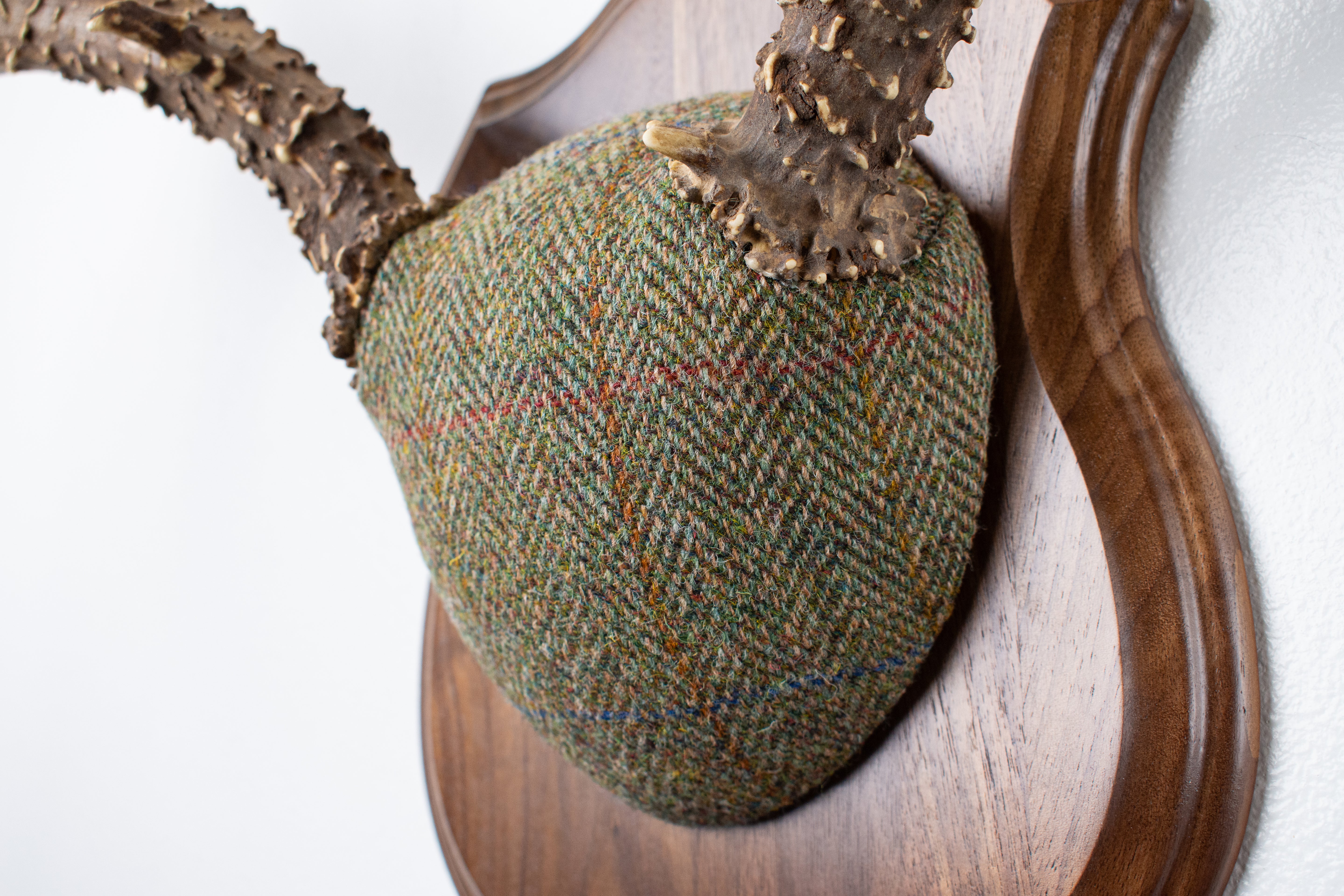 Mule Deer Antler Mount | Green Herringbone Tweed | 55