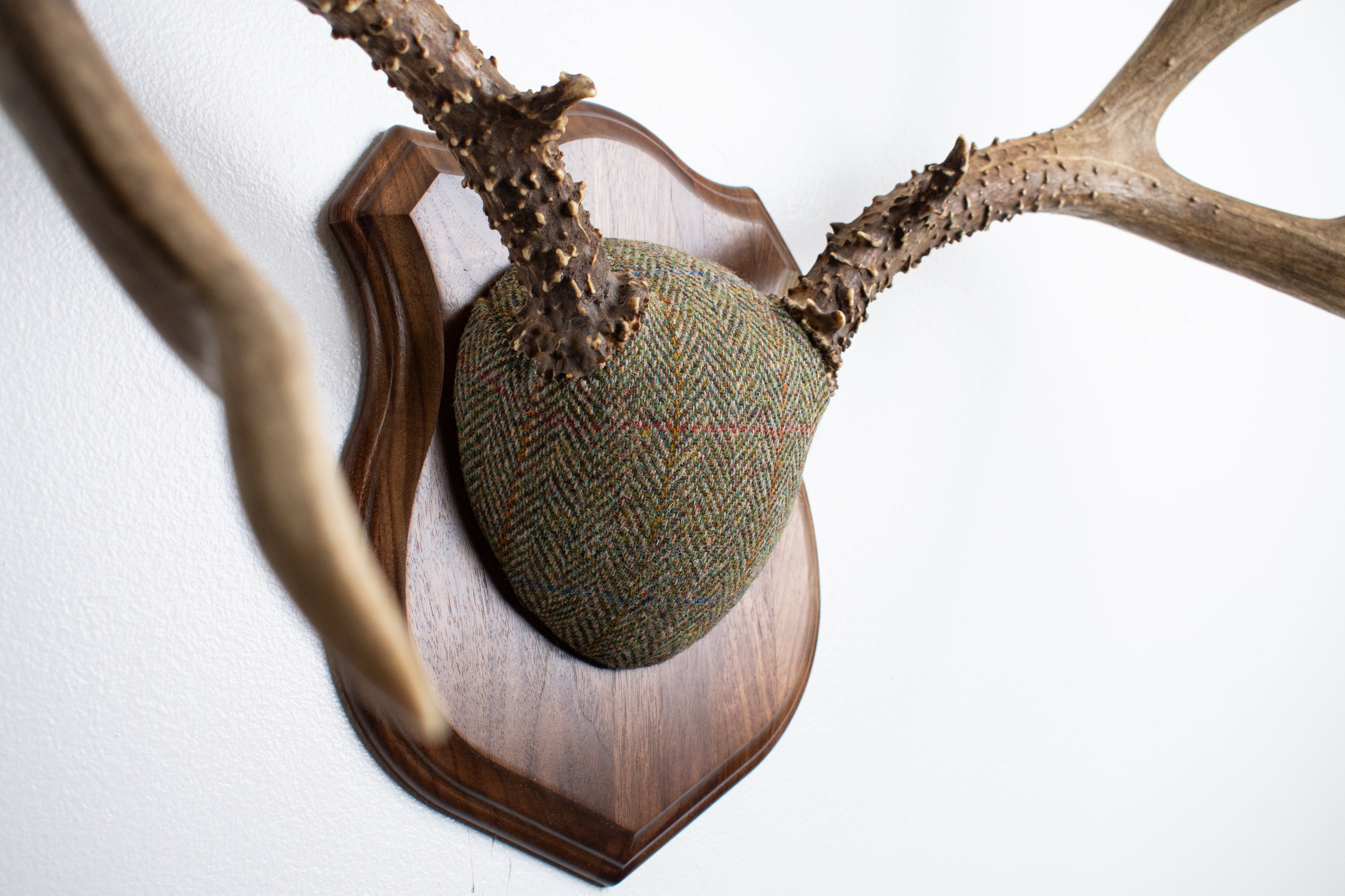 Mule Deer Antler Mount | Green Herringbone Tweed | 55