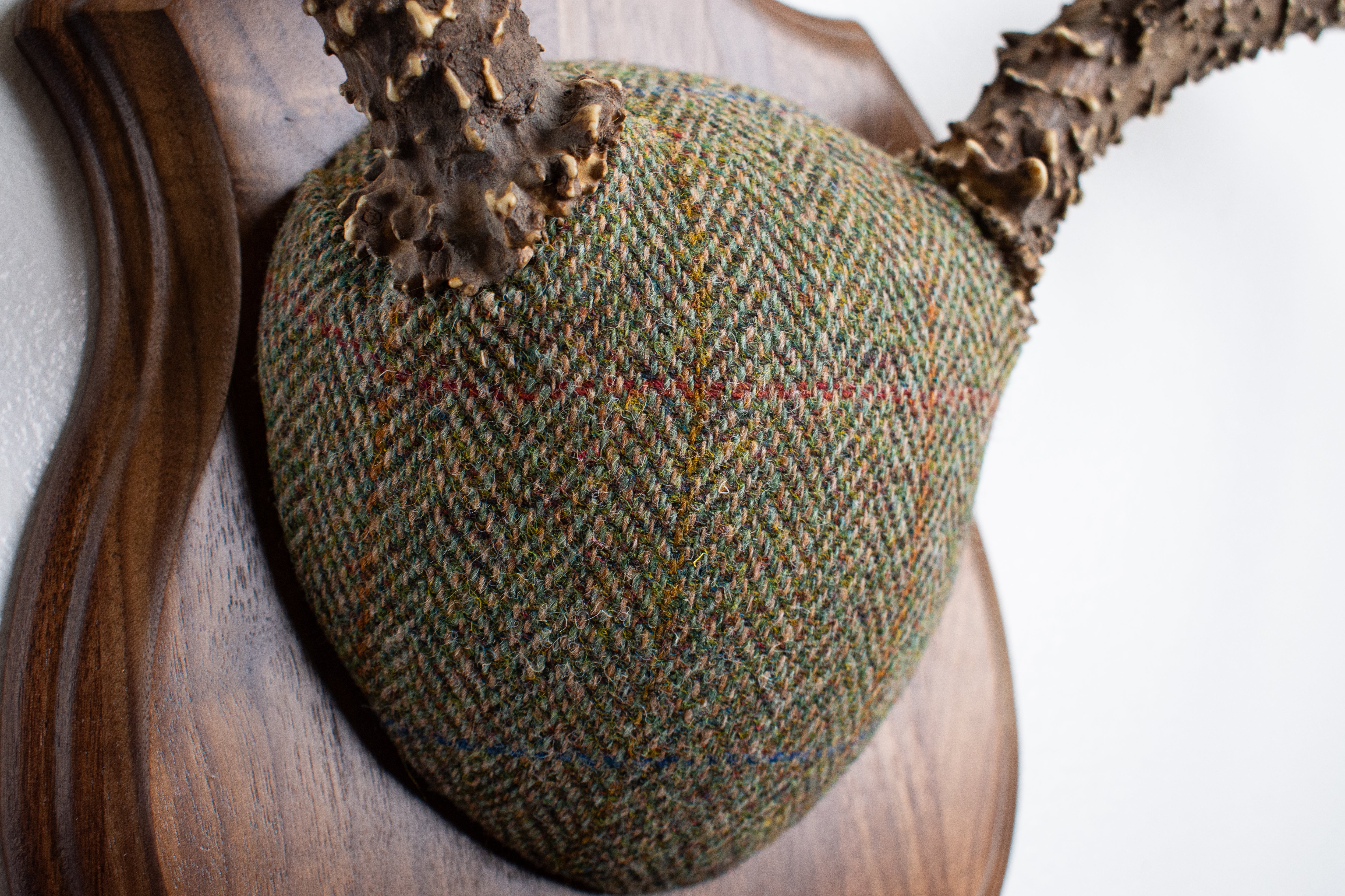 Mule Deer Antler Mount | Green Herringbone Tweed | 55