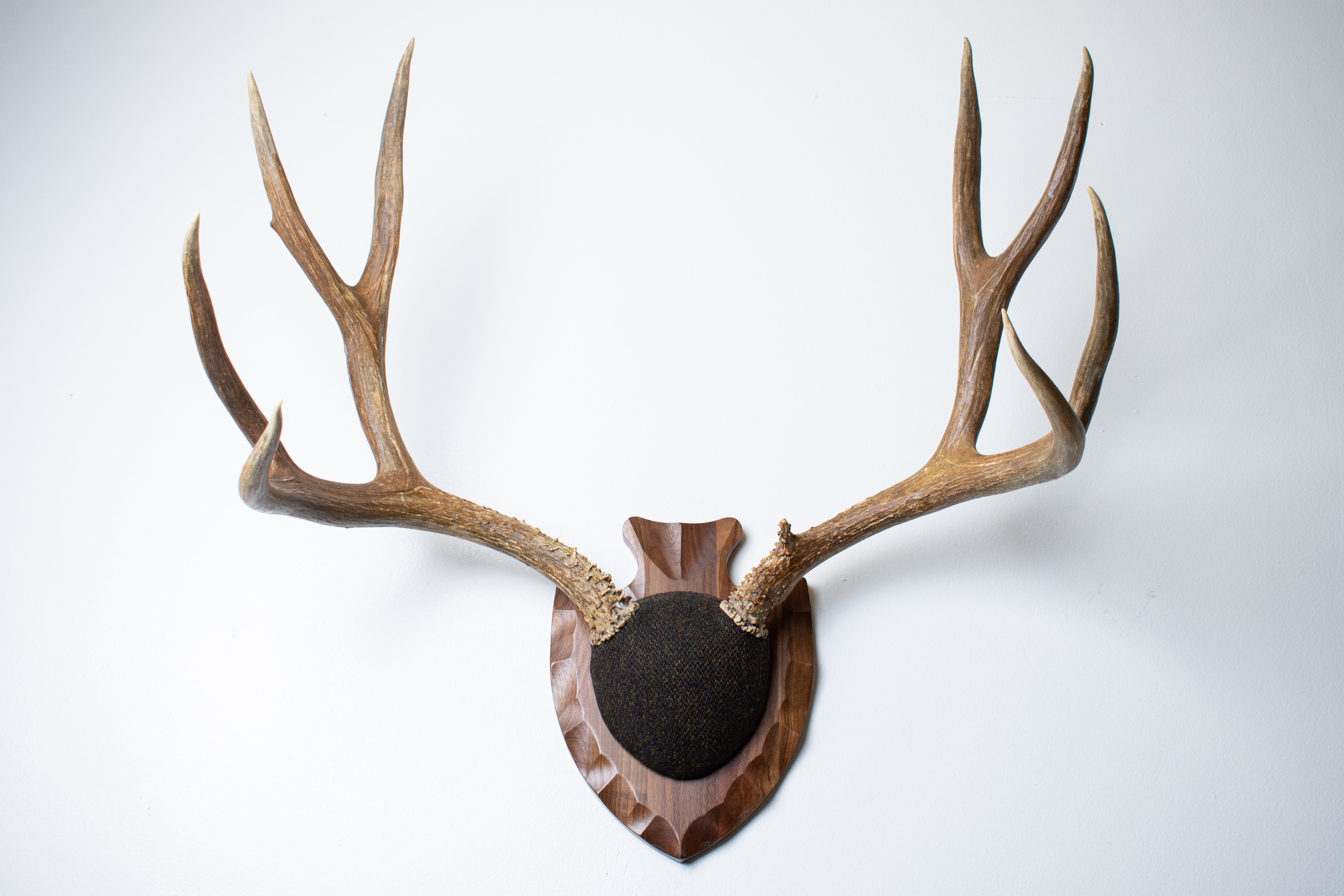 Mule Deer Antler Mount | Green and Brown Barleycorn | 56