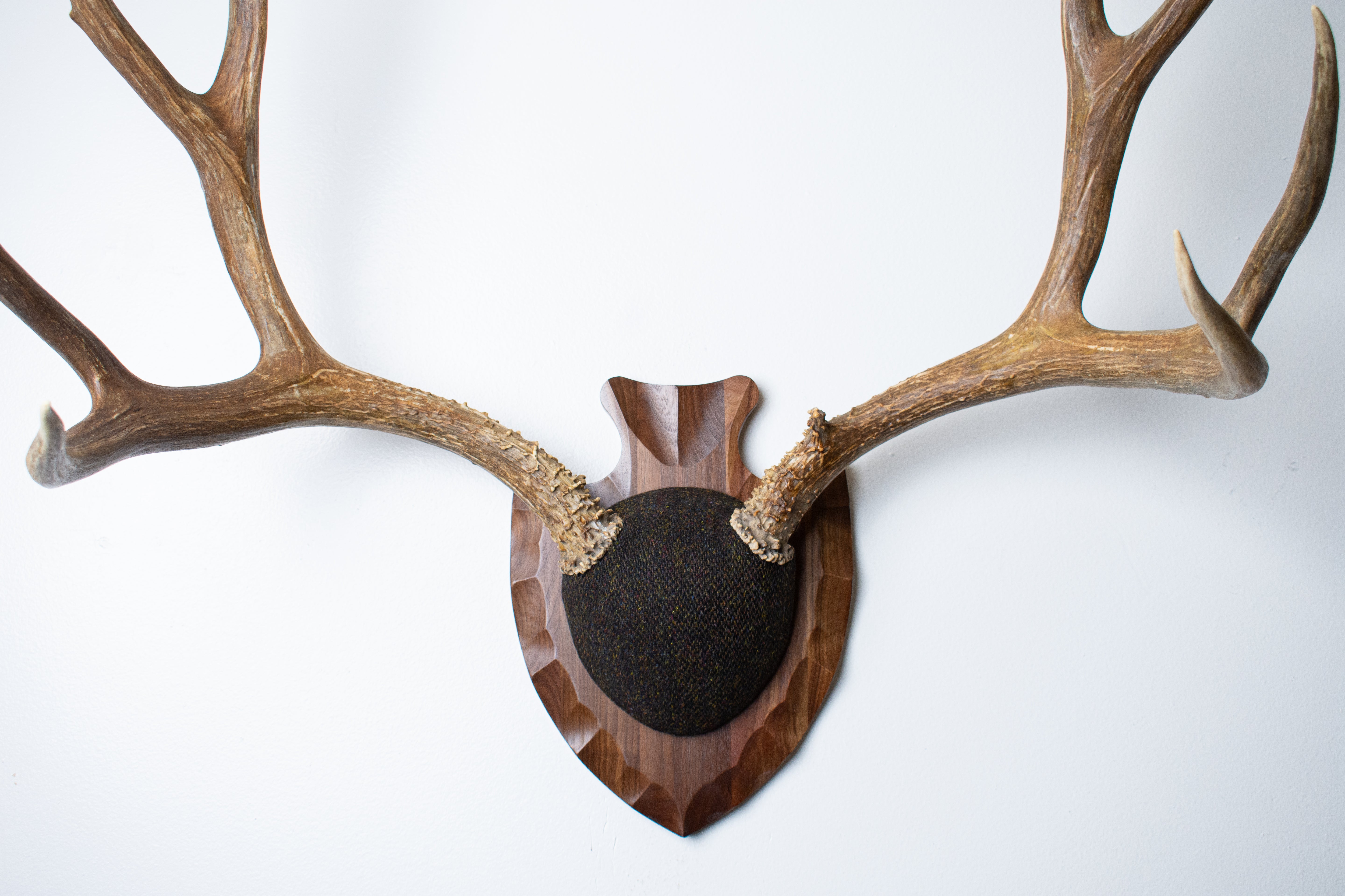 Mule Deer Antler Mount | Green and Brown Barleycorn | 56
