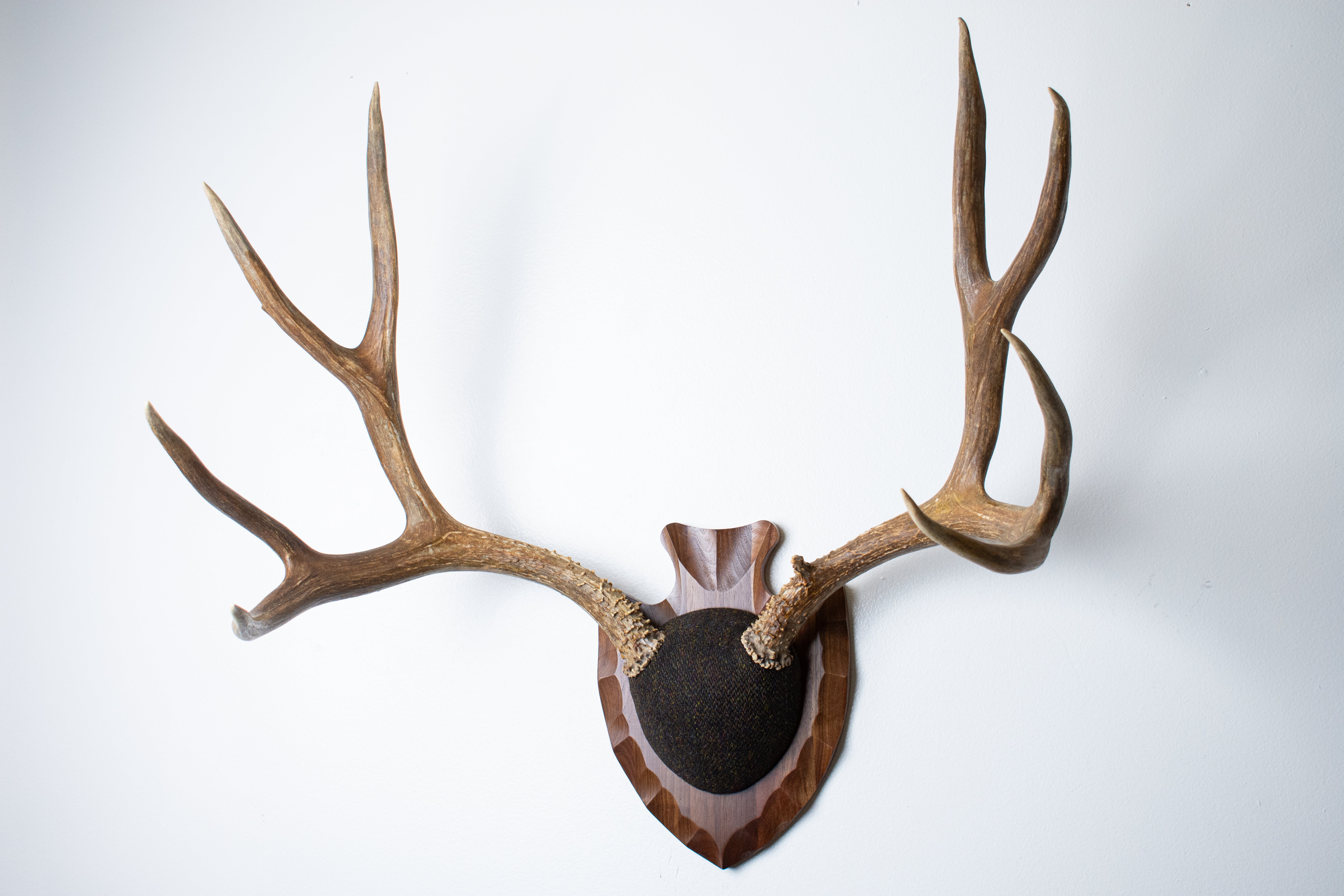 Mule Deer Antler Mount | Green and Brown Barleycorn | 56