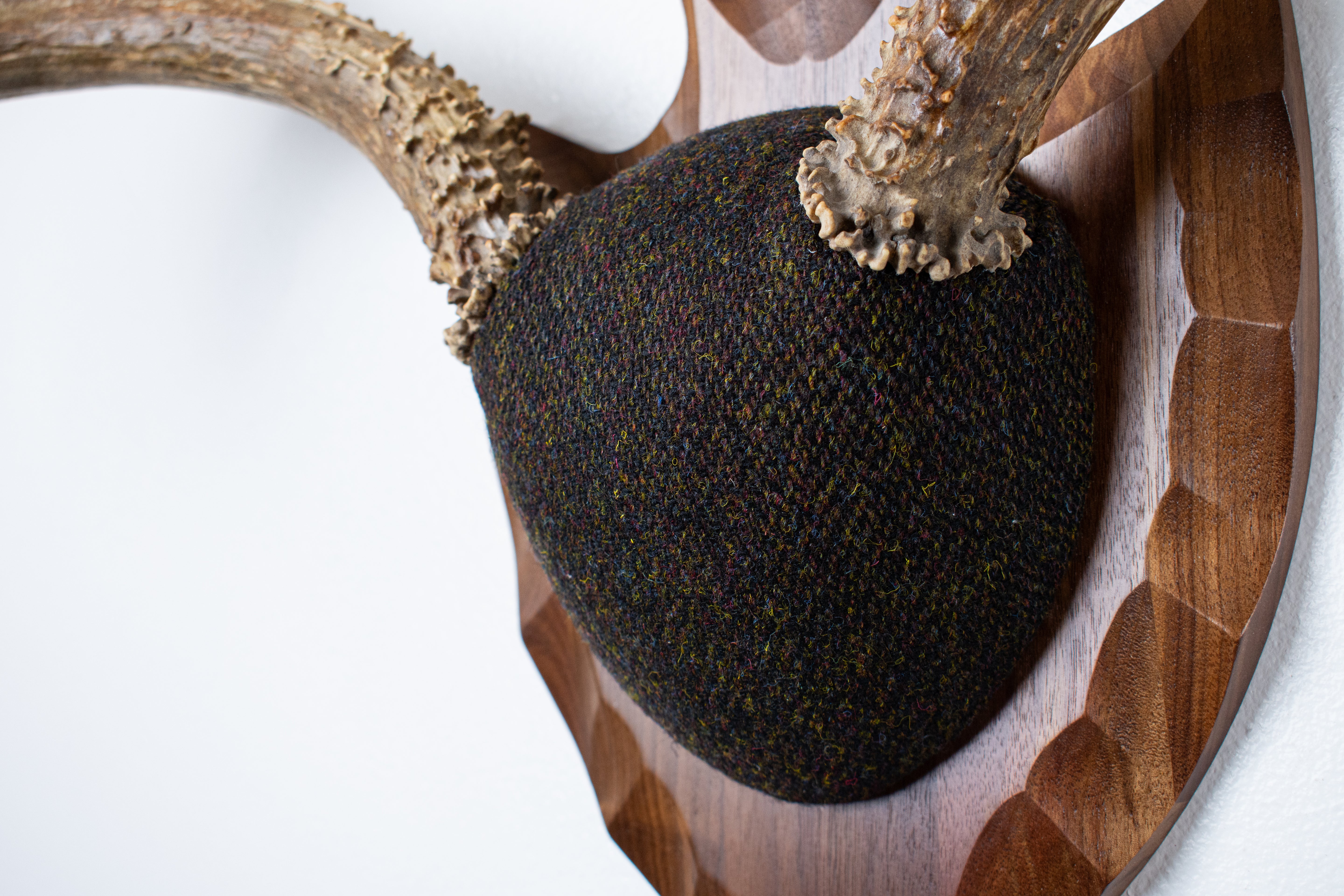 Mule Deer Antler Mount | Green and Brown Barleycorn | 56
