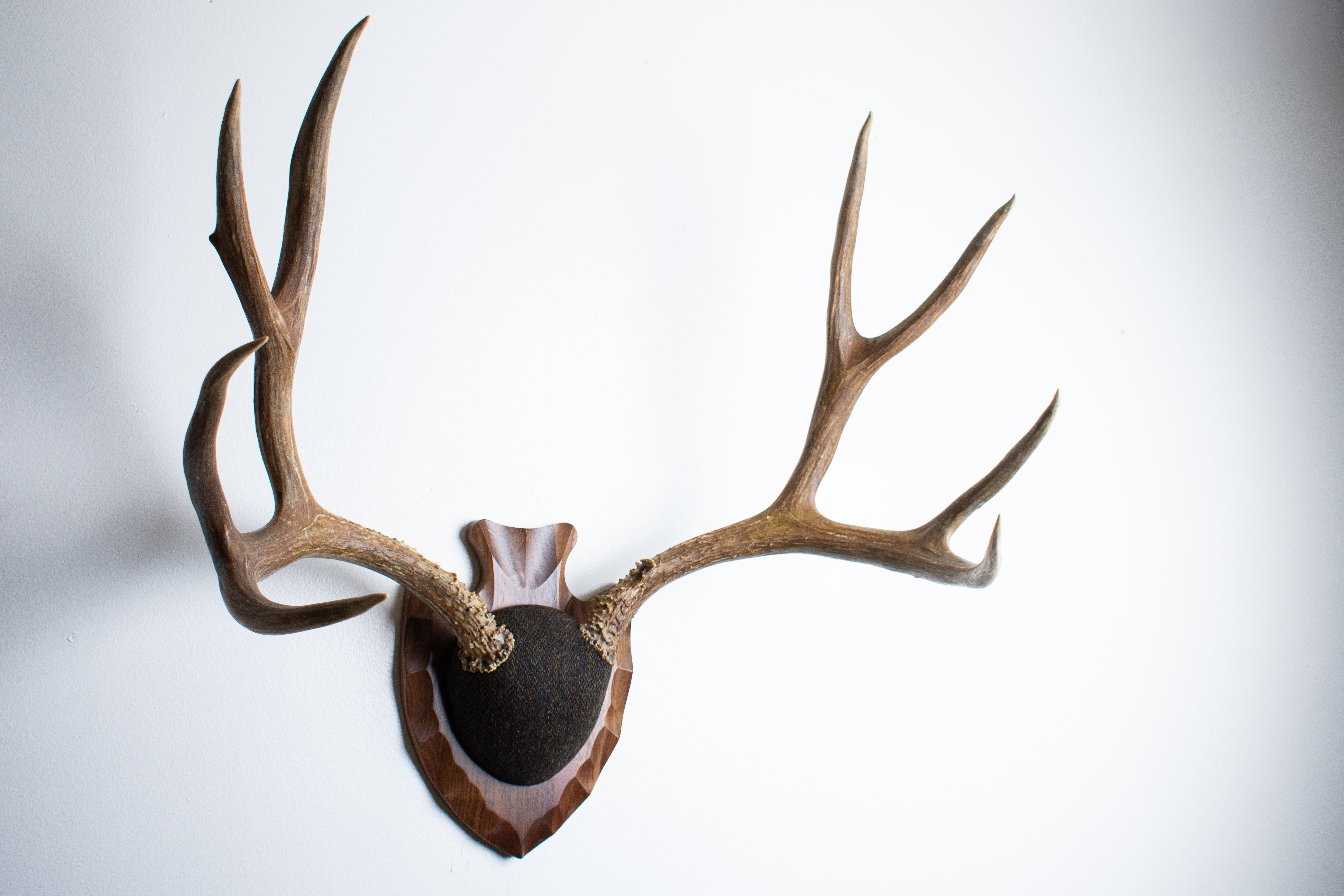 Mule Deer Antler Mount | Green and Brown Barleycorn | 56