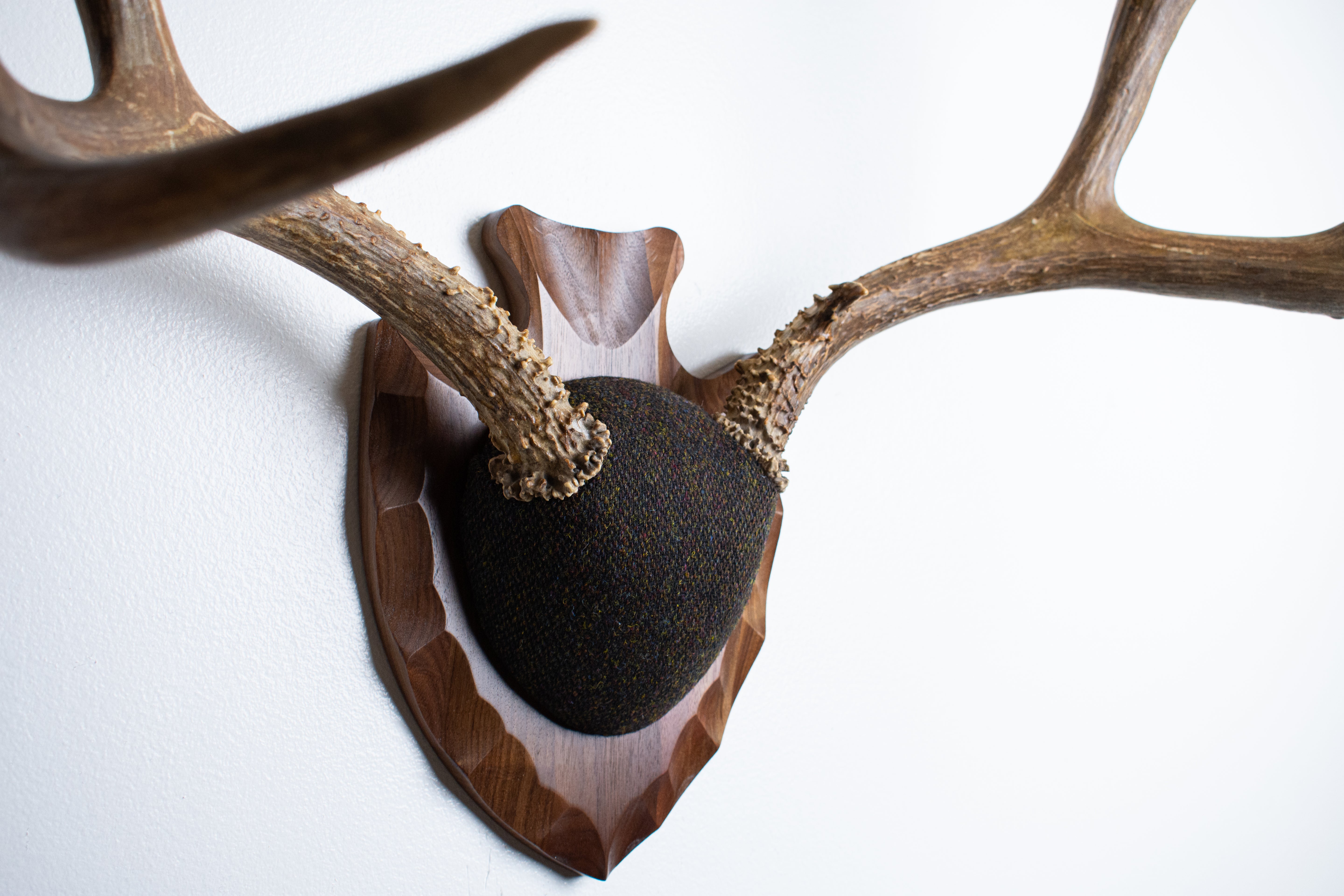 Mule Deer Antler Mount | Green and Brown Barleycorn | 56