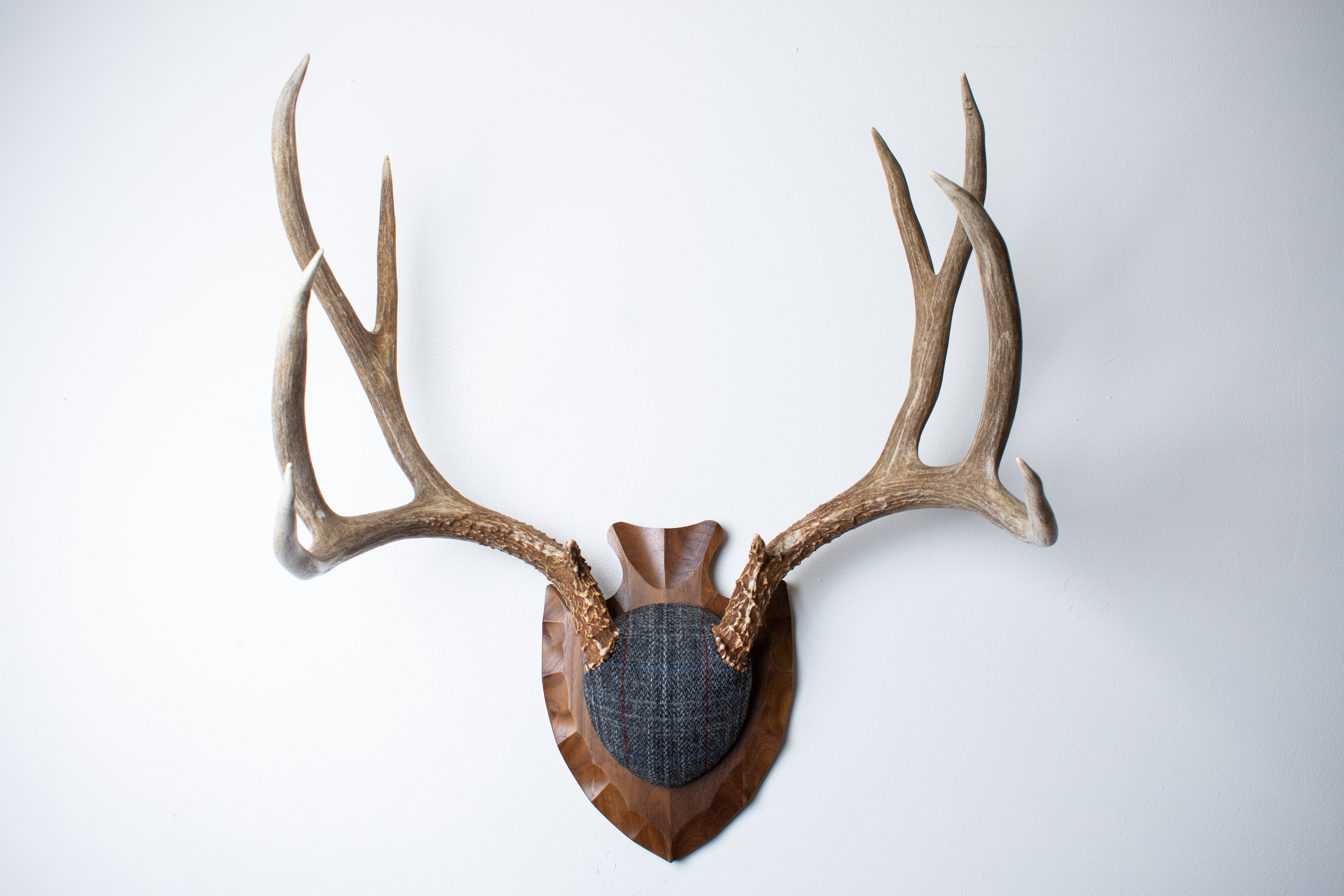 Mule Deer Antler Mount | Grey with Red Overcheck | 57
