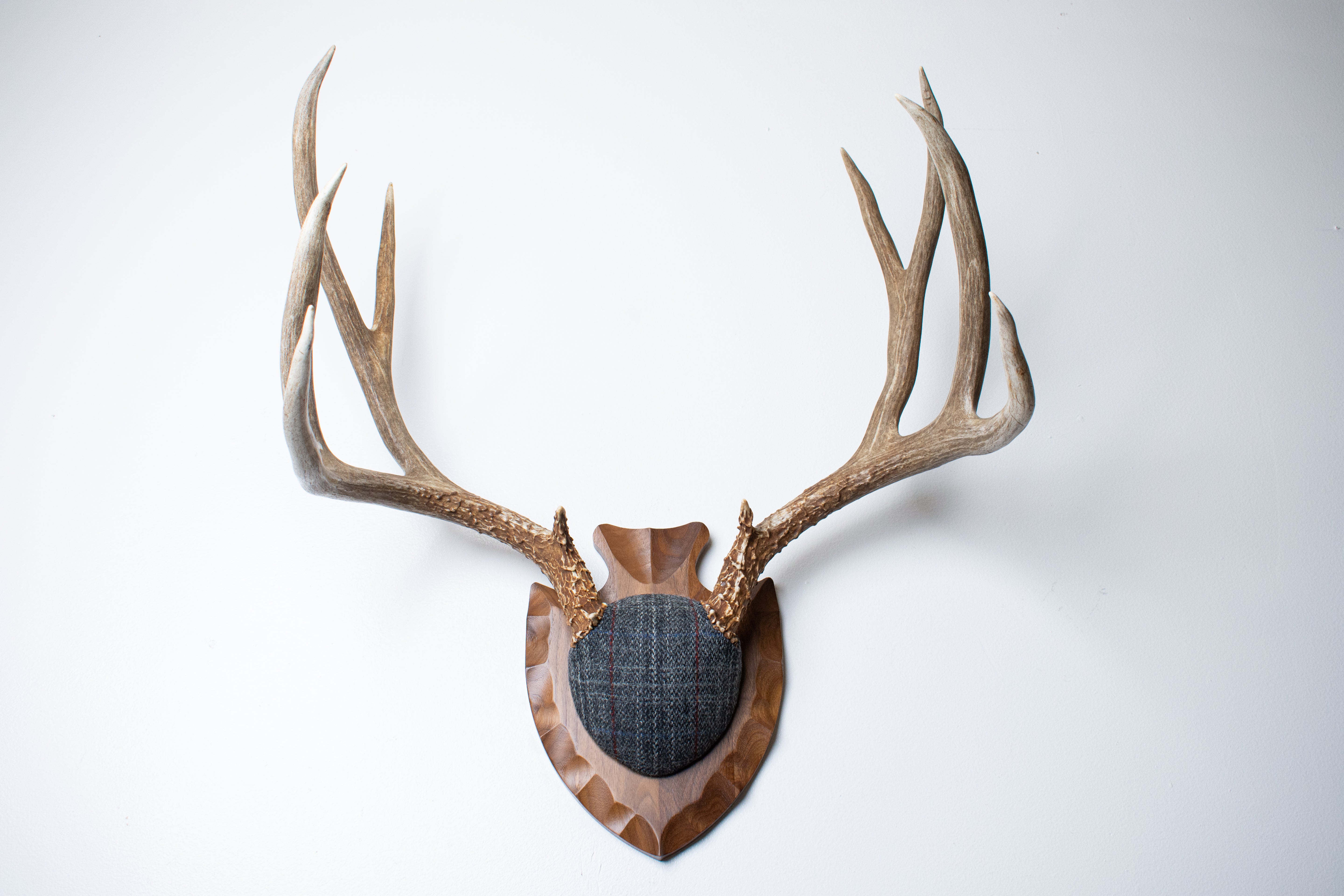 Mule Deer Antler Mount | Grey with Red Overcheck | 57
