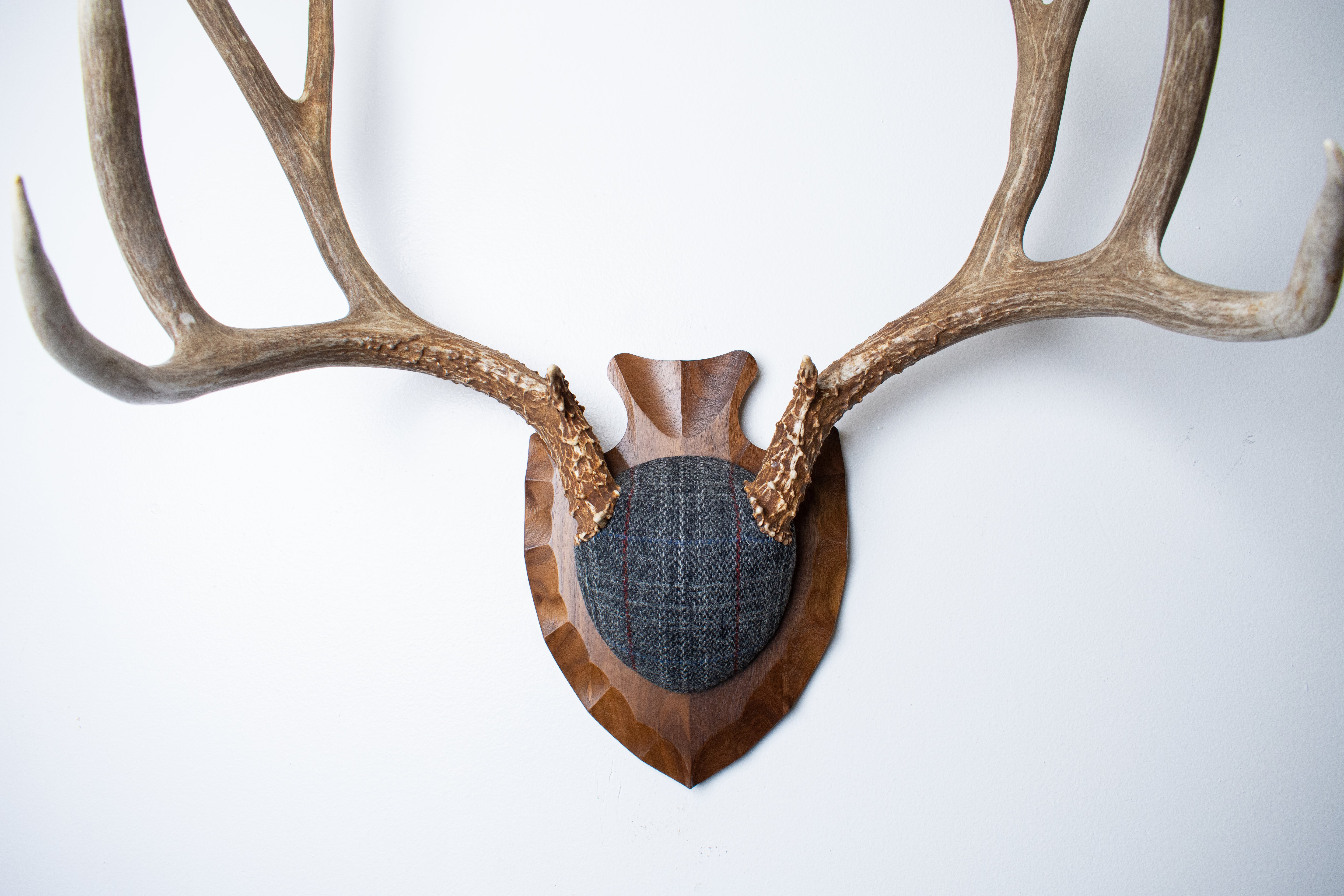 Mule Deer Antler Mount | Grey with Red Overcheck | 57