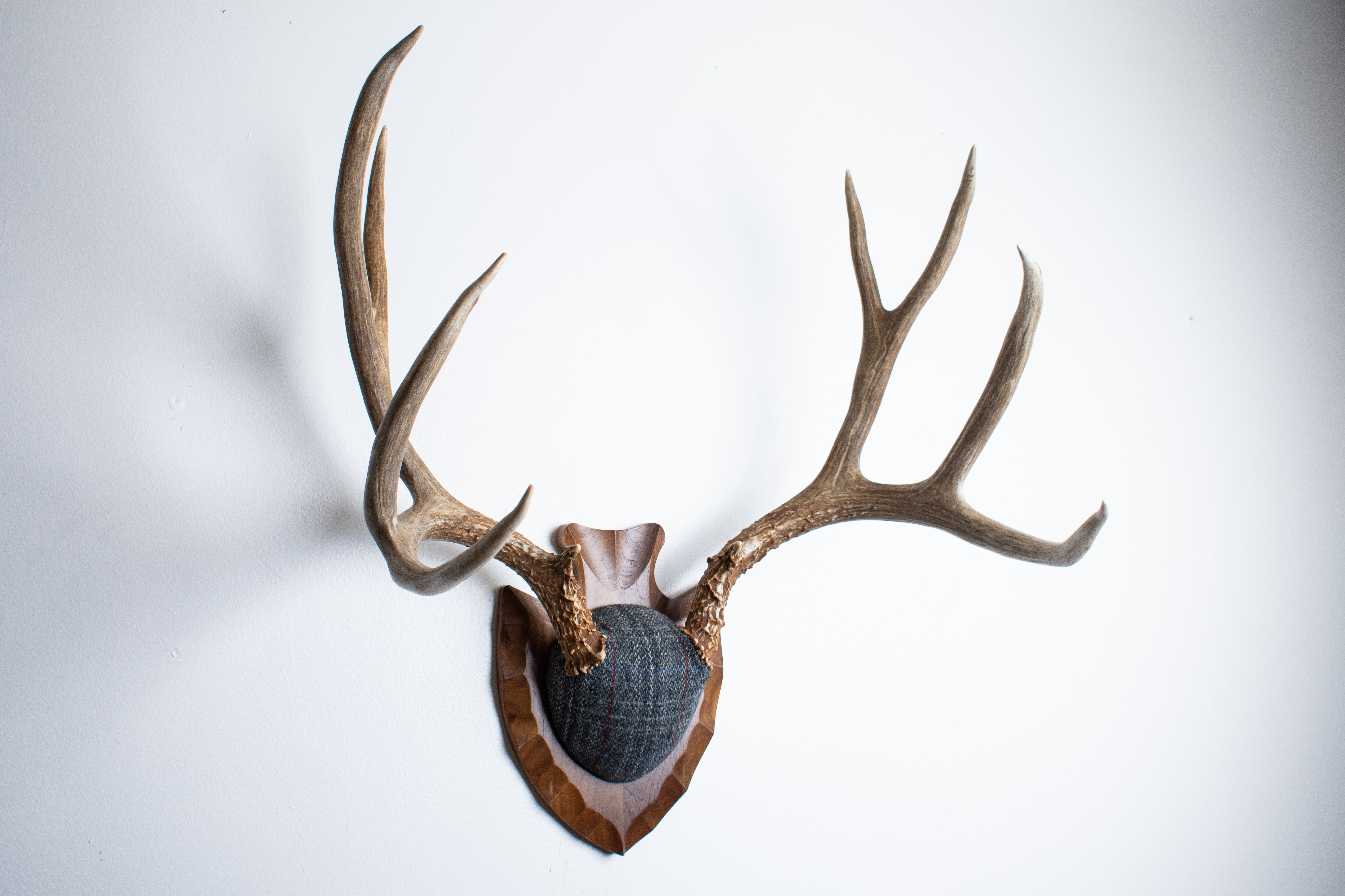 Mule Deer Antler Mount | Grey with Red Overcheck | 57
