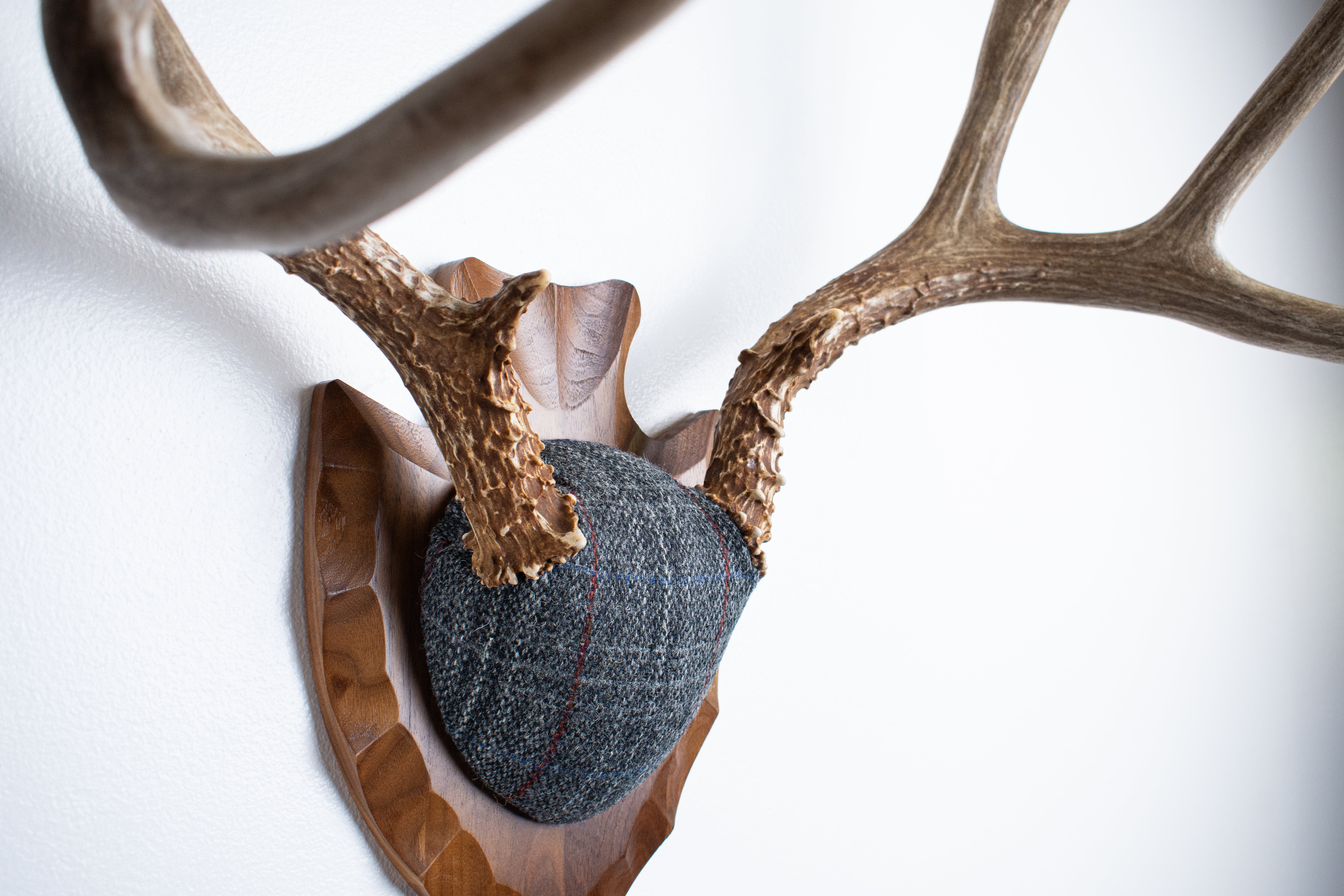 Mule Deer Antler Mount | Grey with Red Overcheck | 57