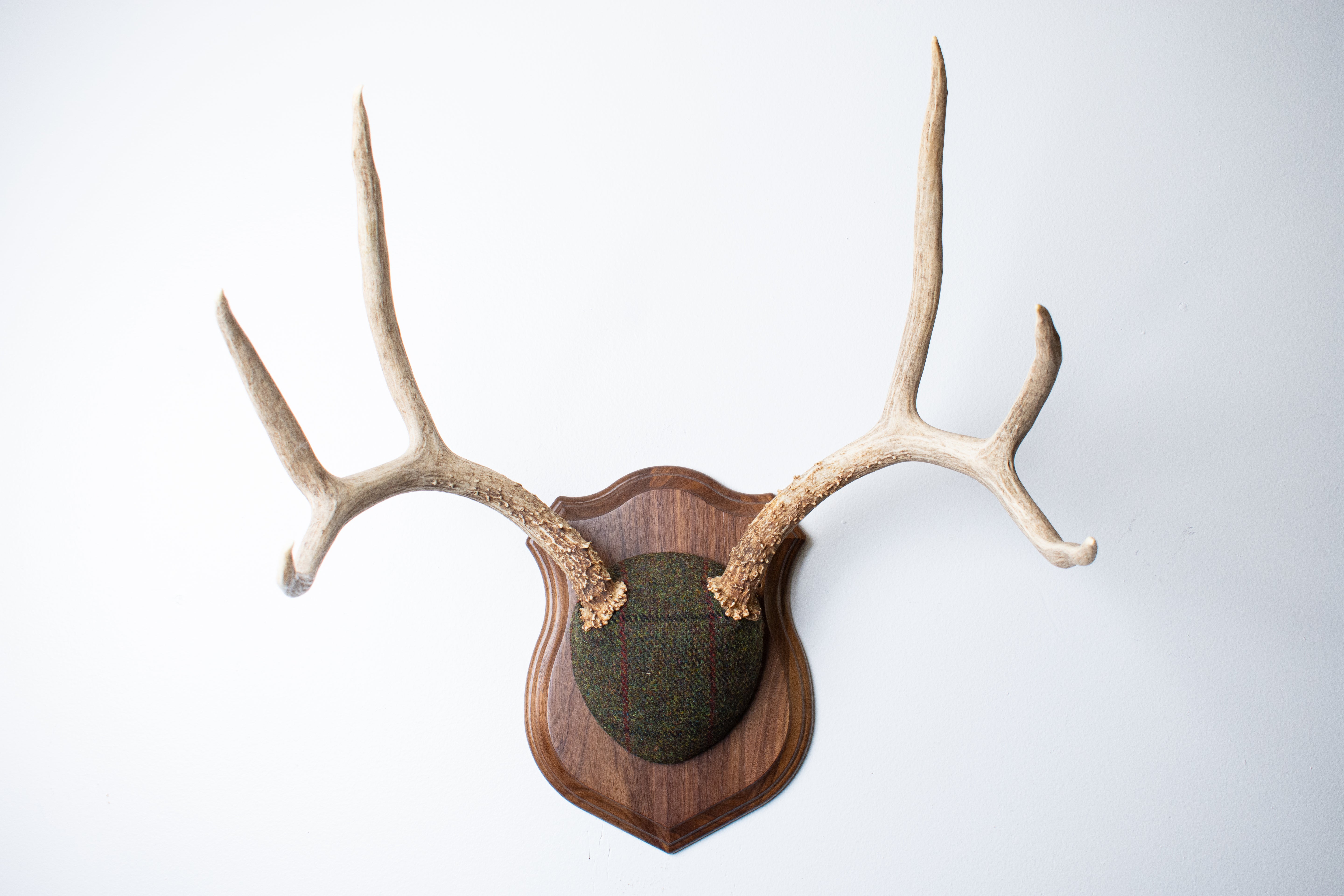 Mule Deer Antler Mount | Green mix with Black and Red Overcheck | 58