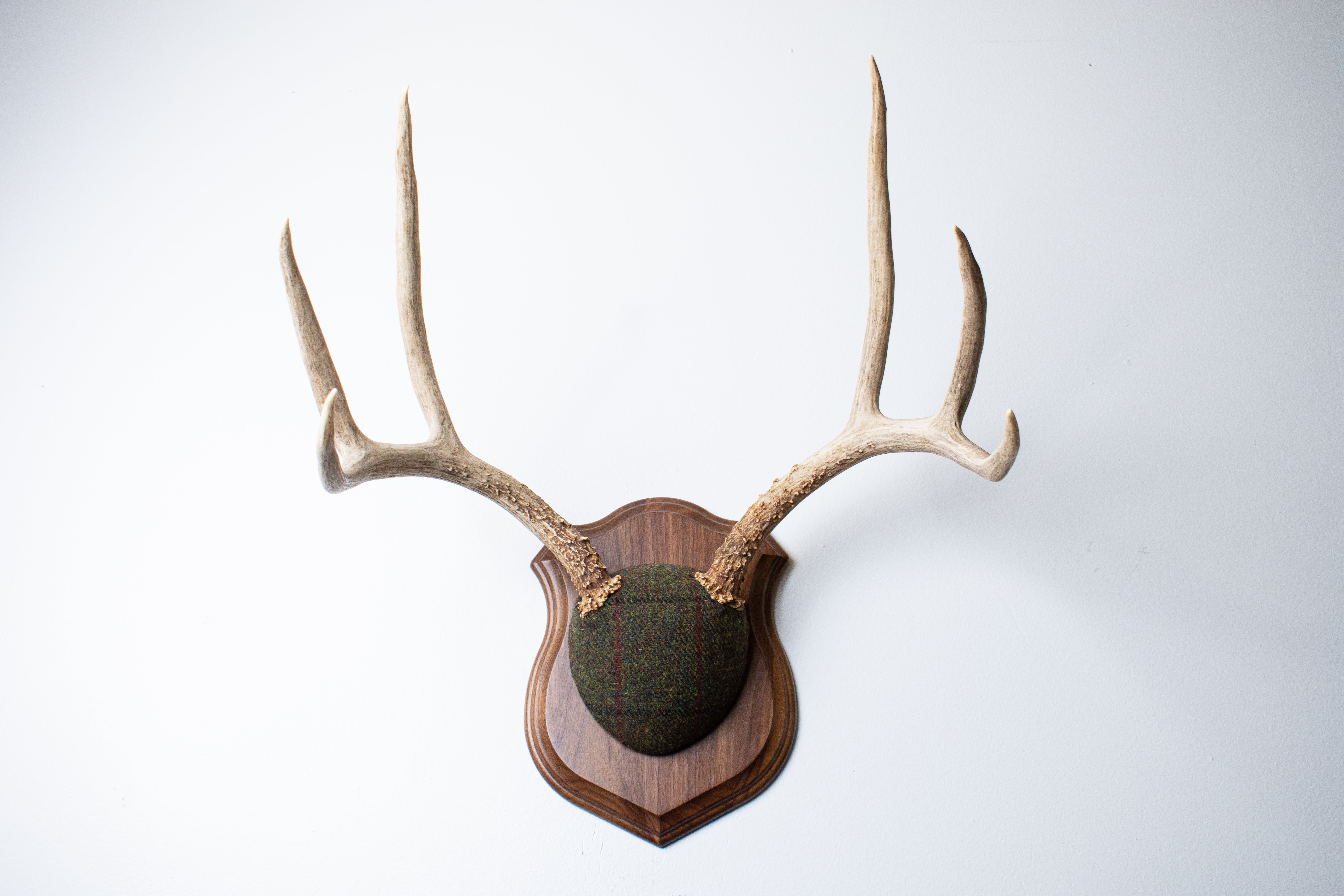 Mule Deer Antler Mount | Green mix with Black and Red Overcheck | 58