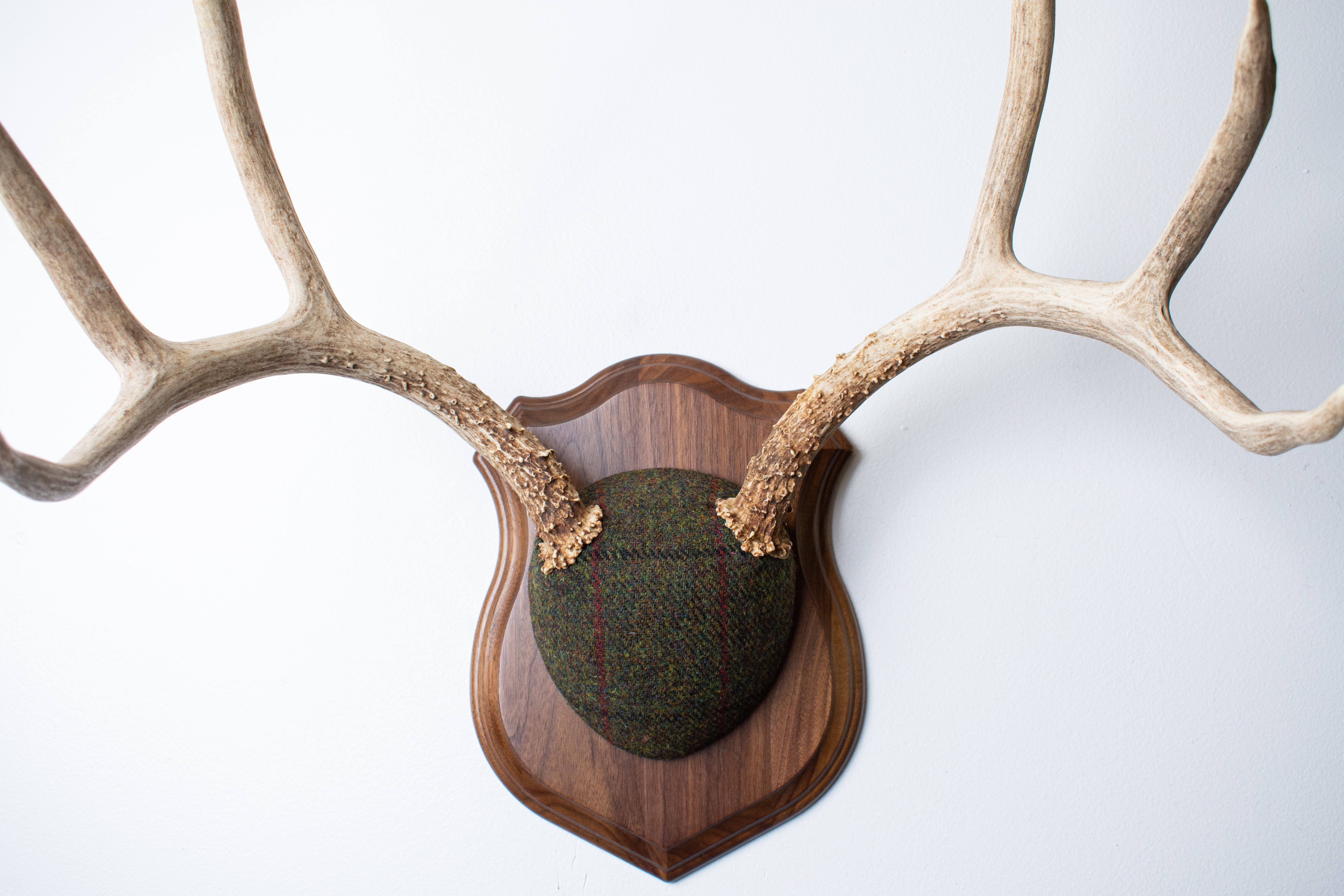 Mule Deer Antler Mount | Green mix with Black and Red Overcheck | 58