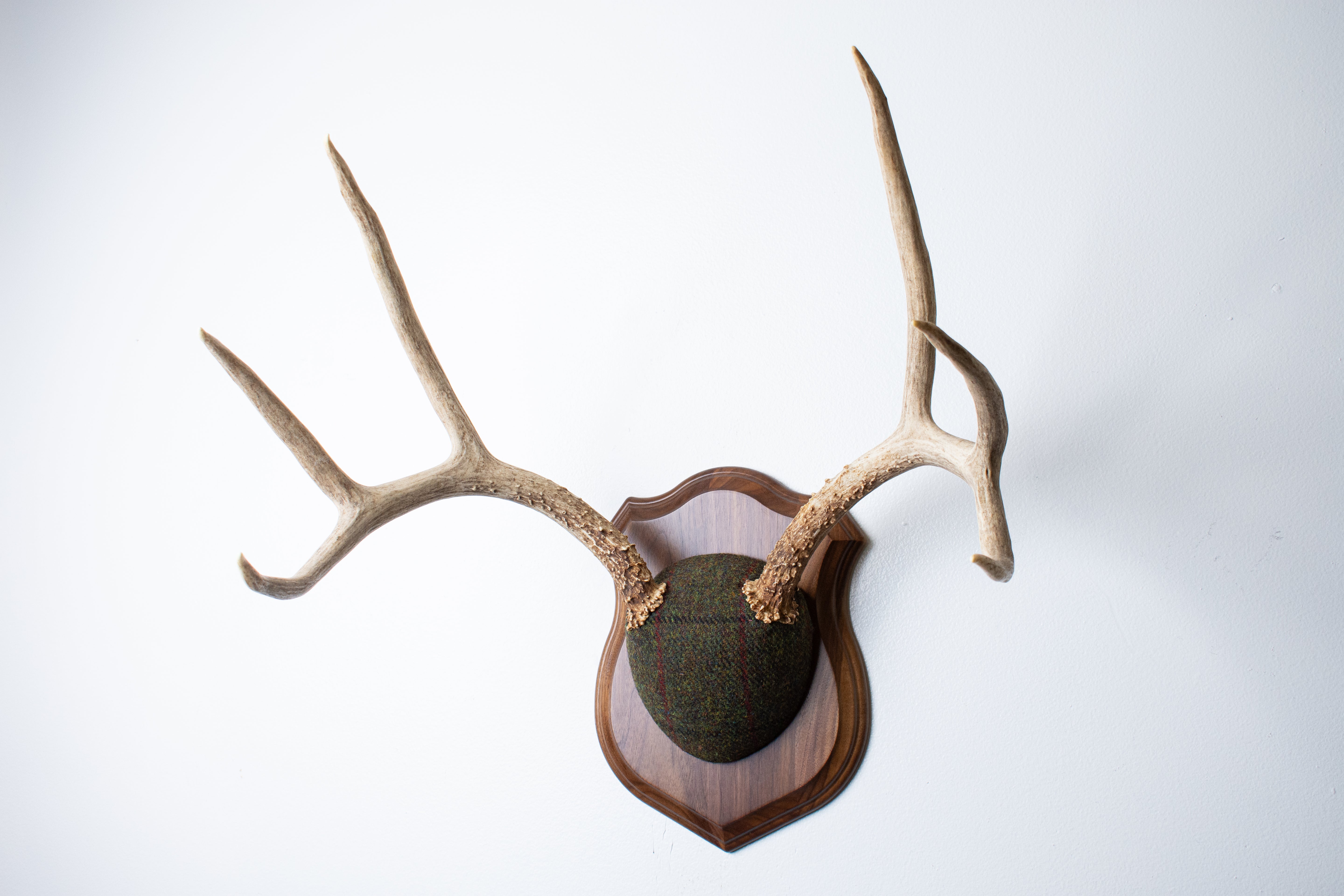 Mule Deer Antler Mount | Green mix with Black and Red Overcheck | 58
