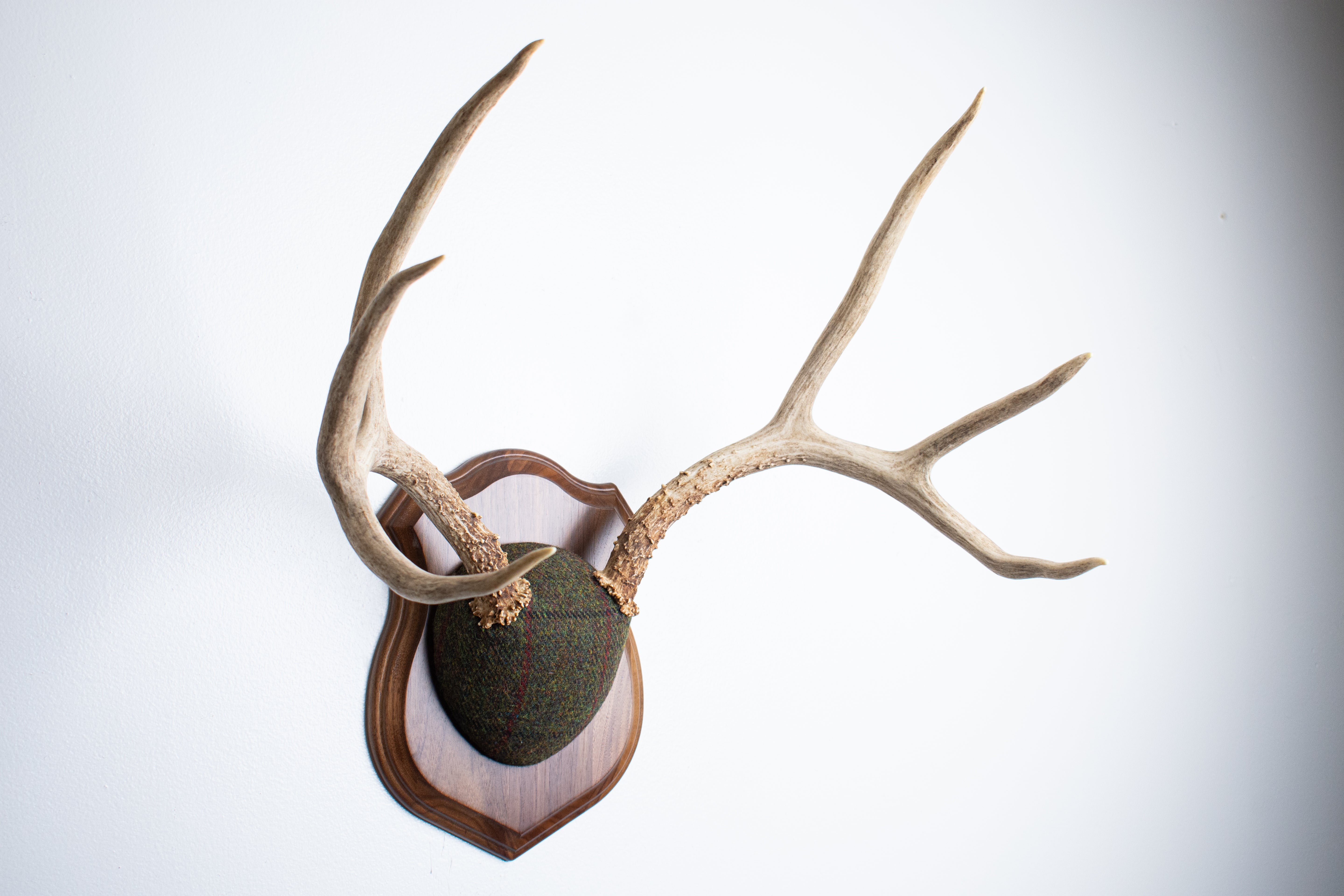 Mule Deer Antler Mount | Green mix with Black and Red Overcheck | 58