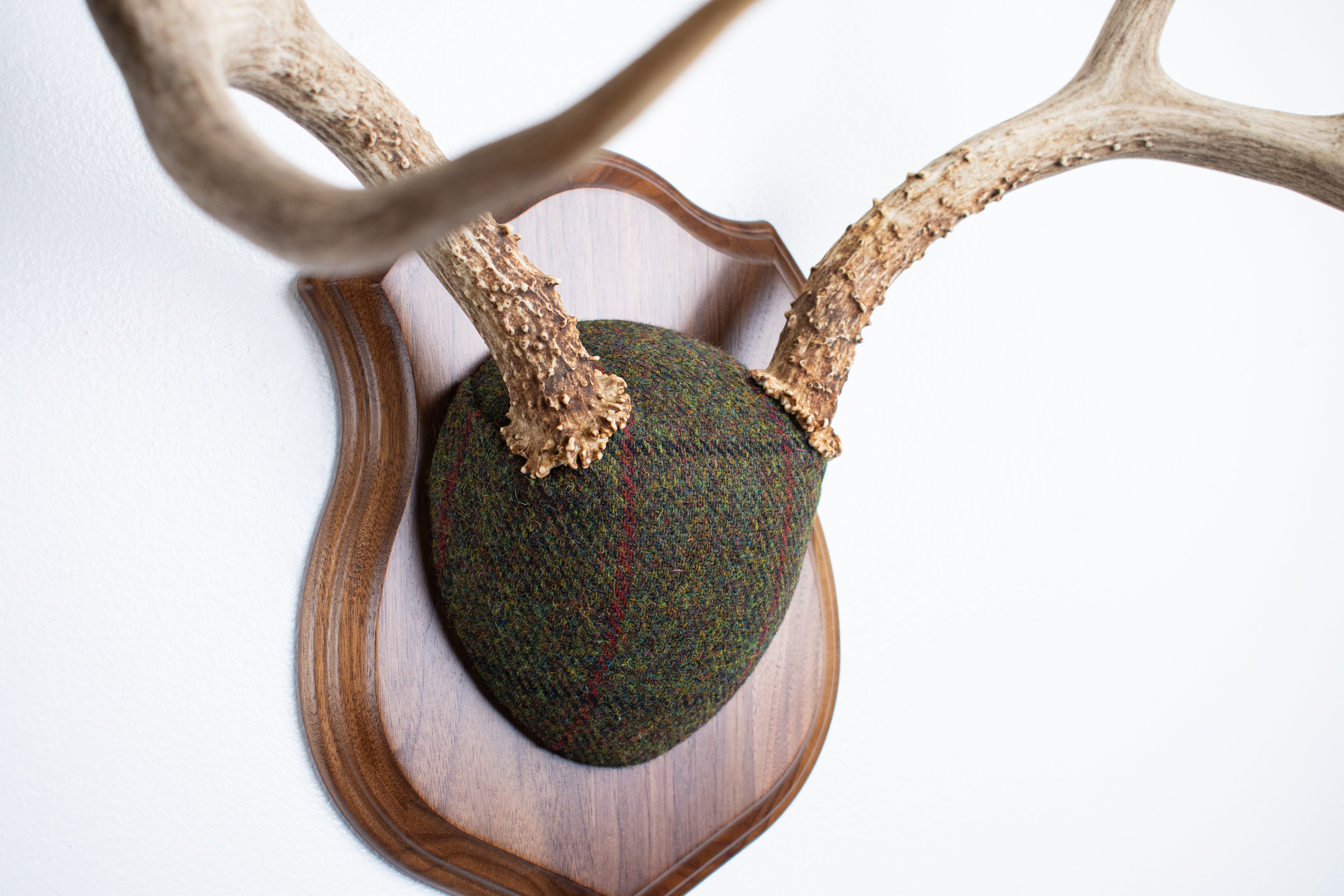 Mule Deer Antler Mount | Green mix with Black and Red Overcheck | 58