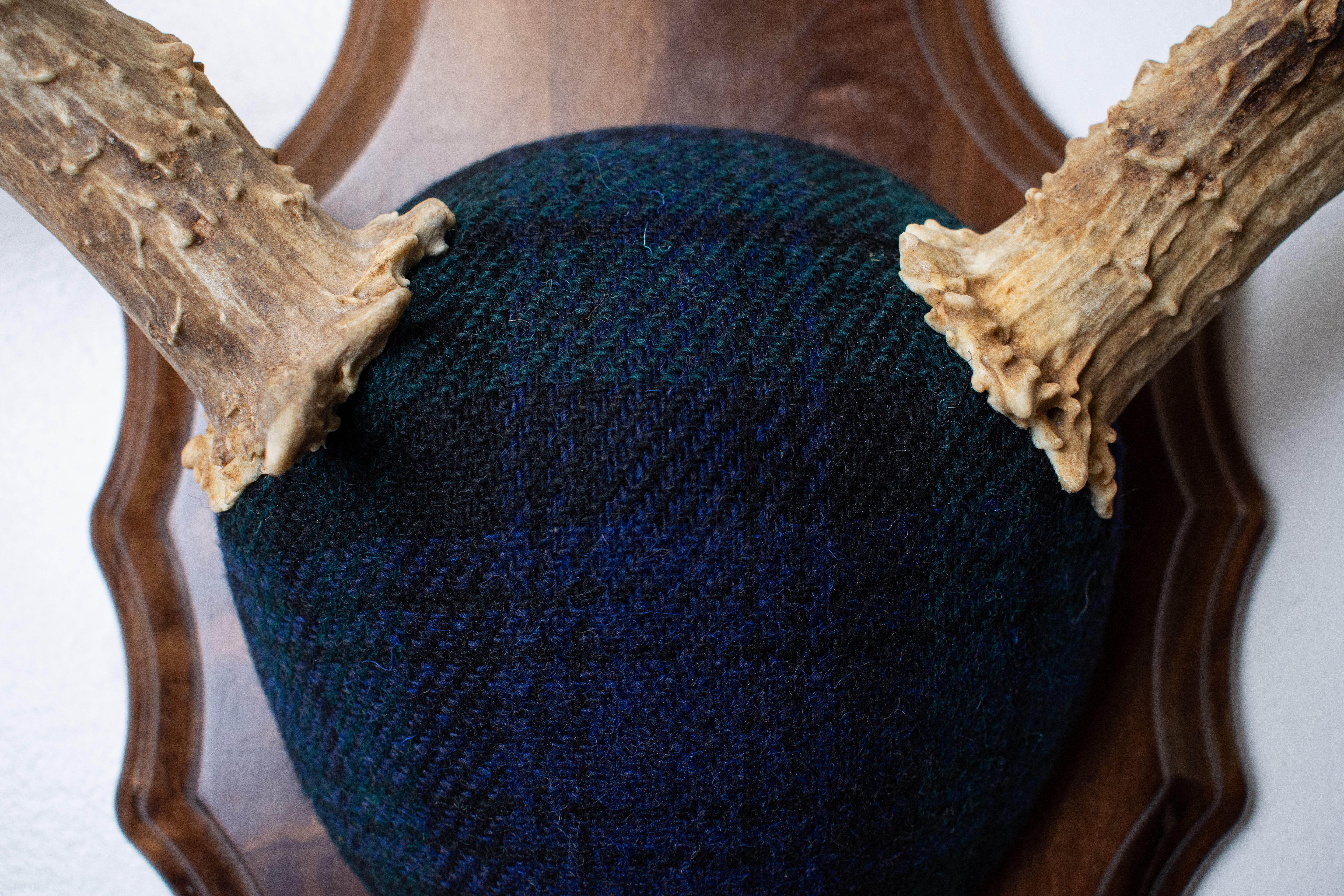 Mule Deer Antler Mount | Black Watch Tartan | 59