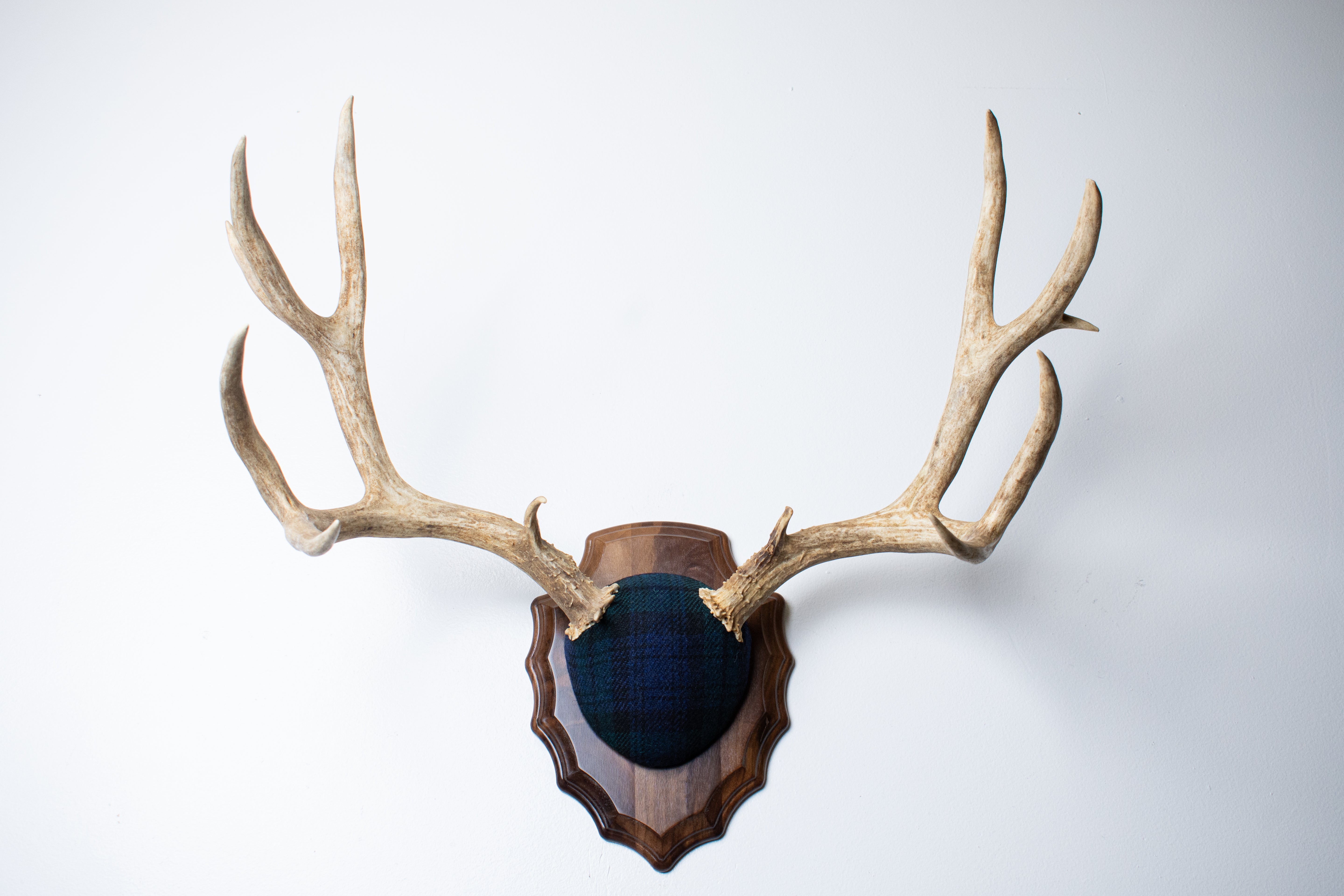 Mule Deer Antler Mount | Black Watch Tartan | 59